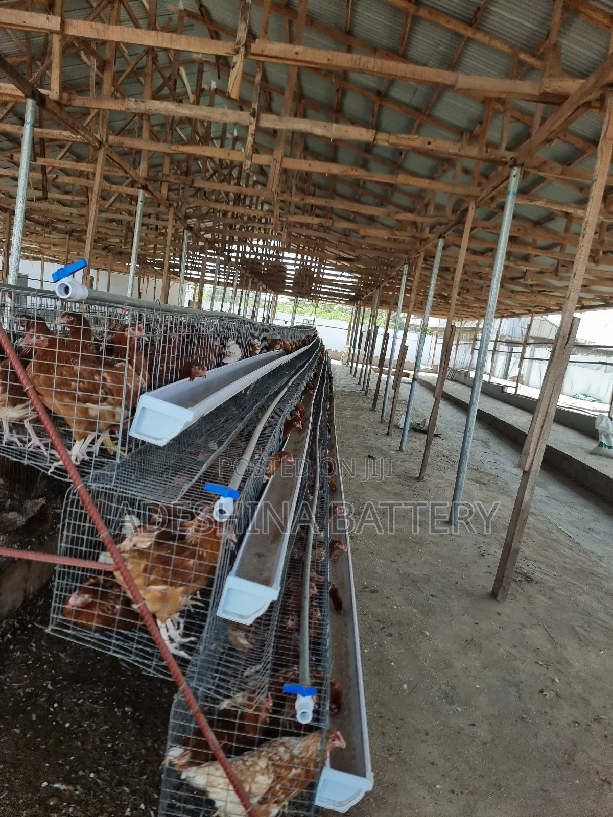 Experience Poultry Cages