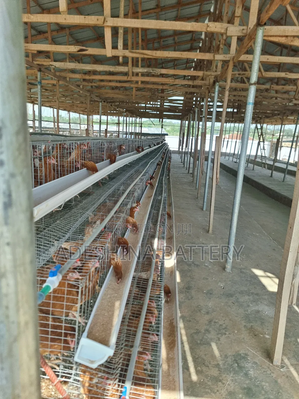 Experience Poultry Cages