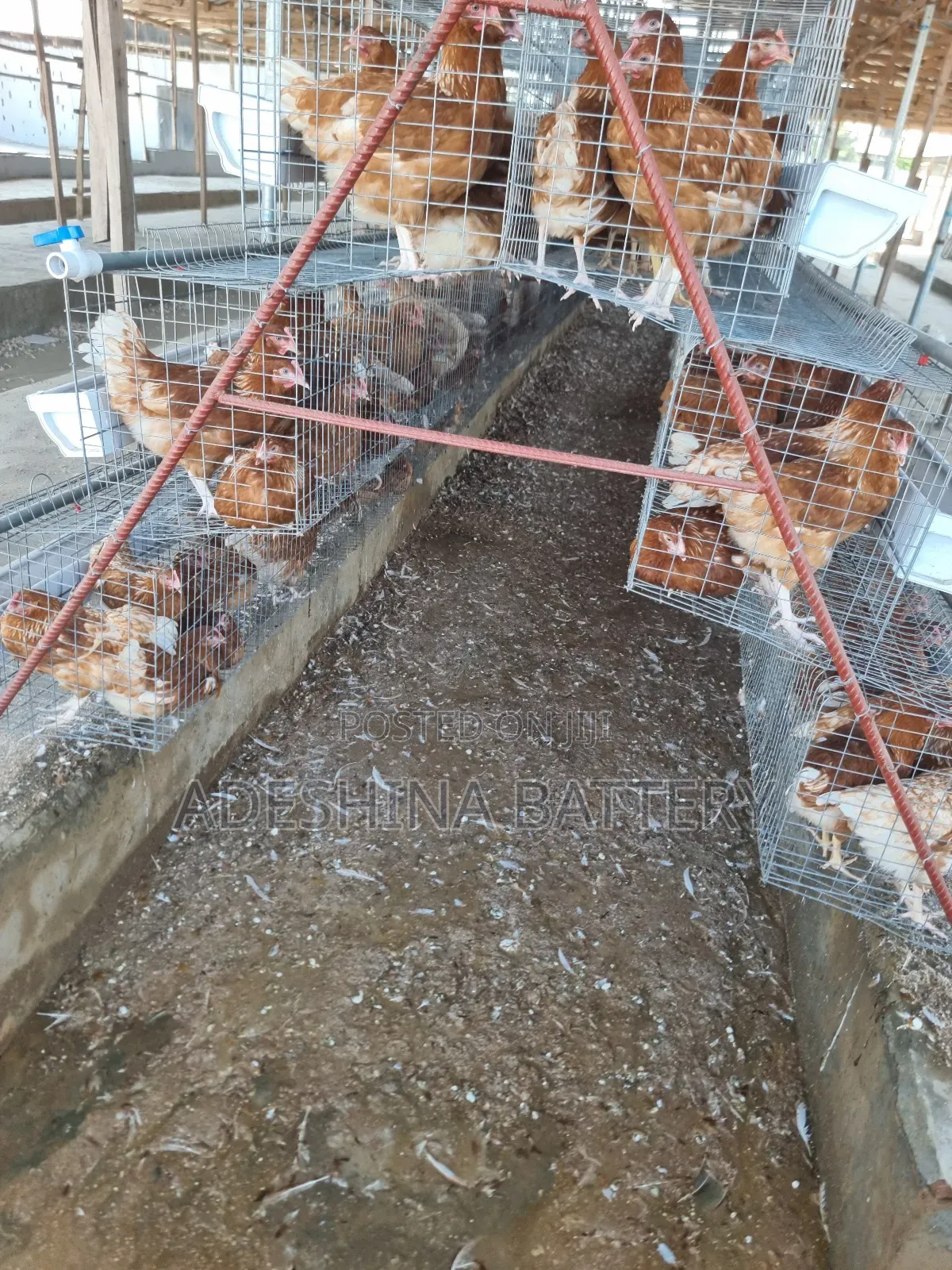 Experience Poultry Cages