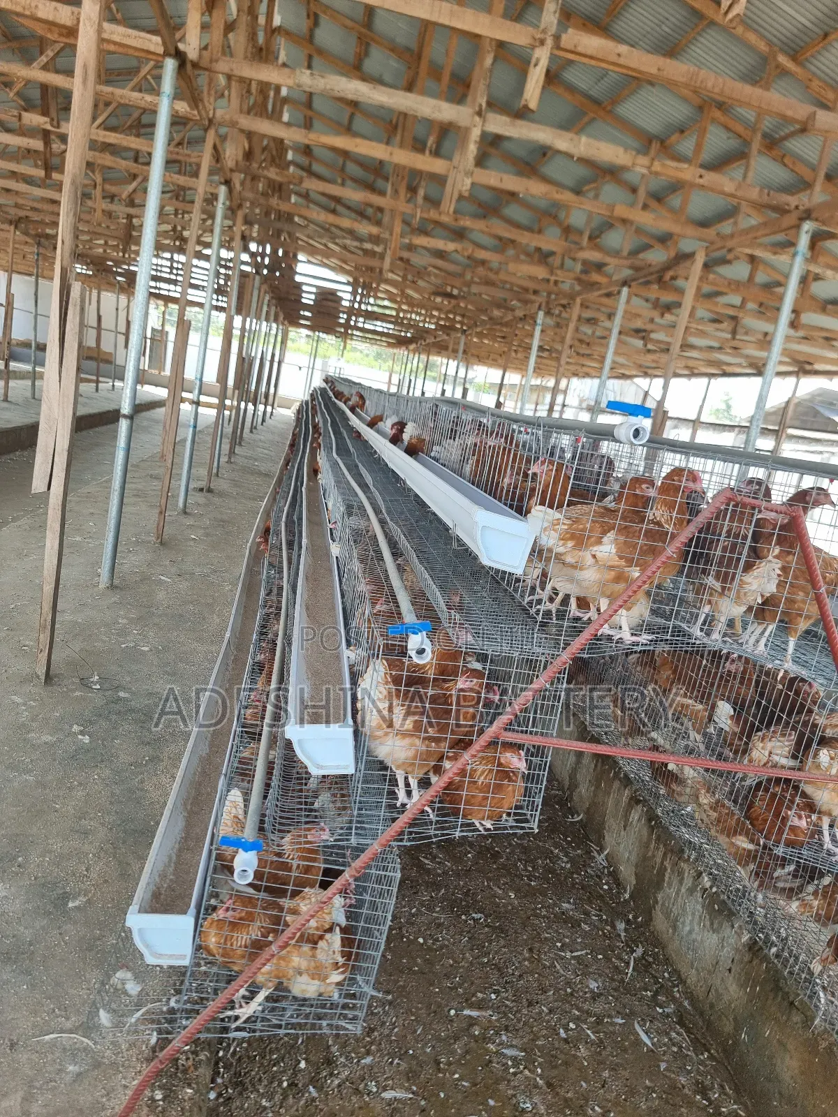 Visual Poultry Cages