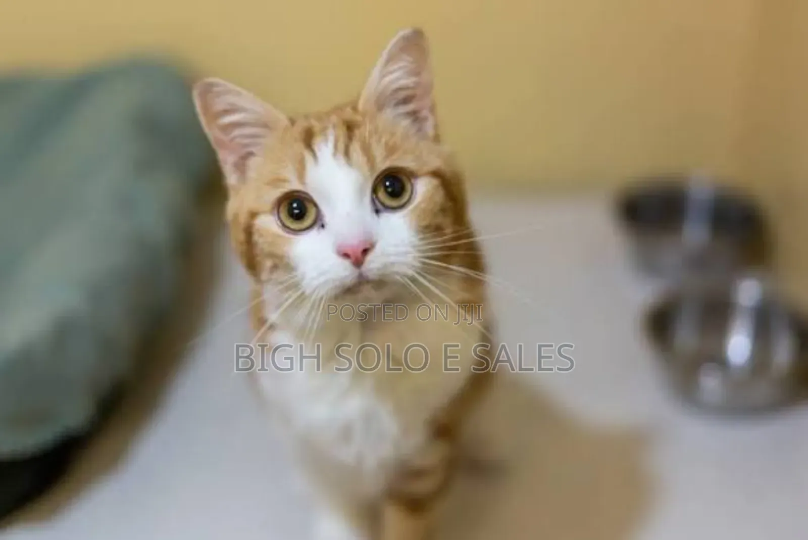 1-3 months Male Purebred American Shorthair