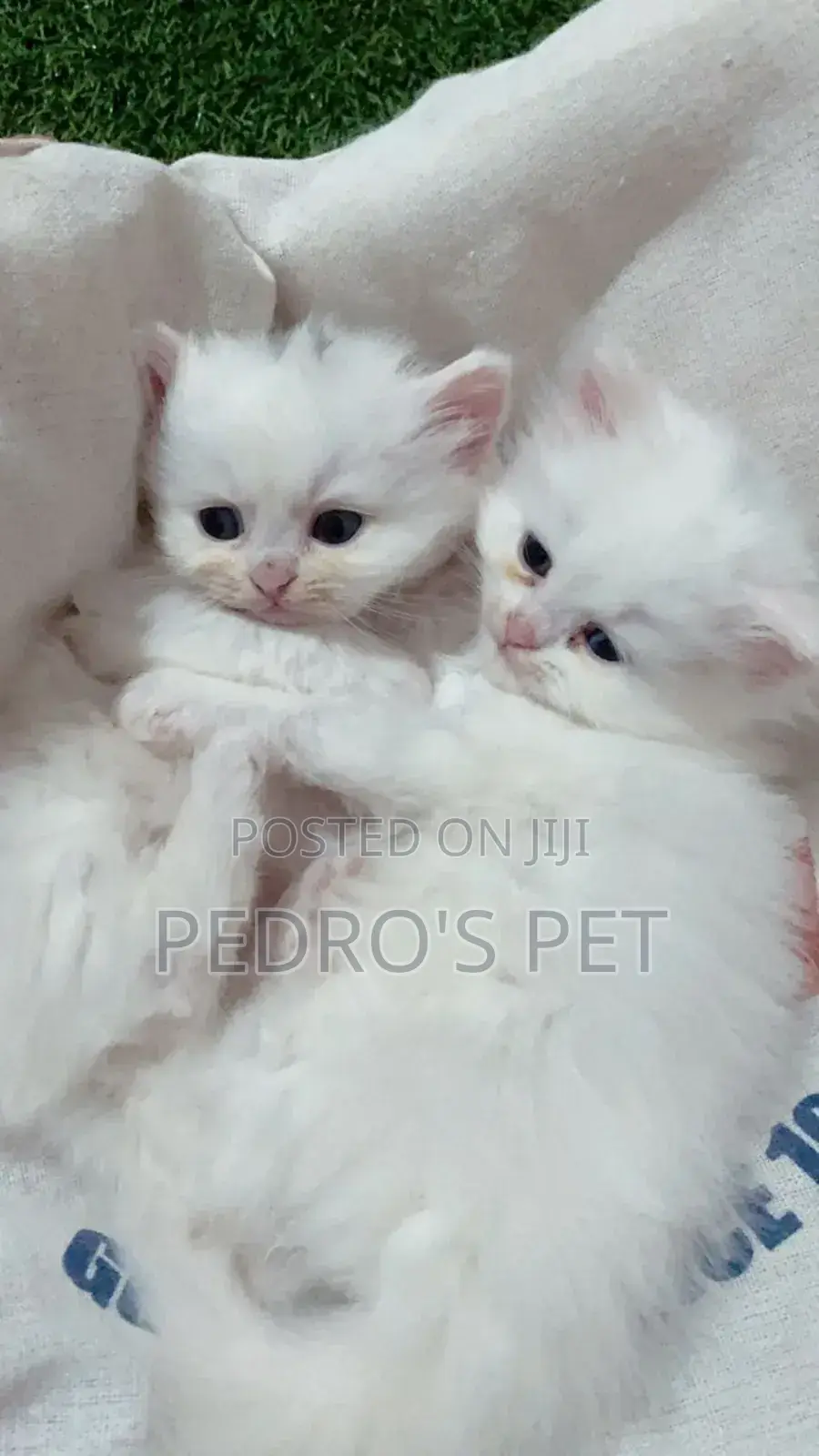 1-3 months Female Purebred Persian