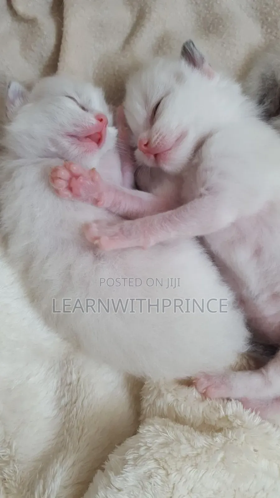 1-3 months Female Purebred Persian