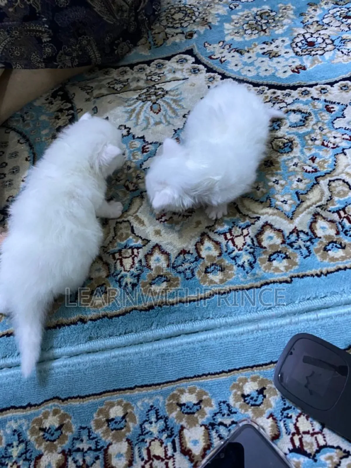 1-3 months Female Purebred Persian