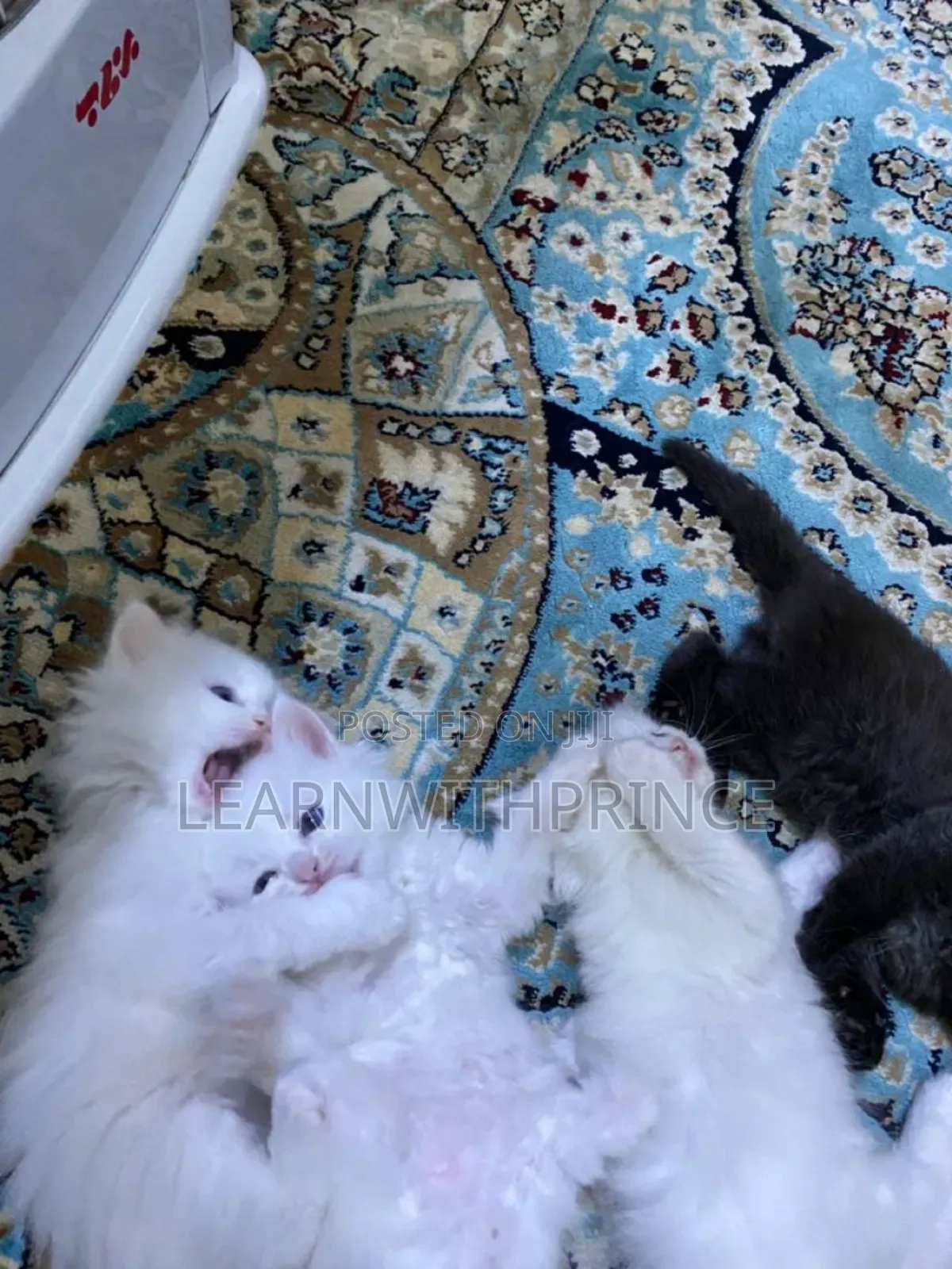 1-3 months Female Purebred Persian