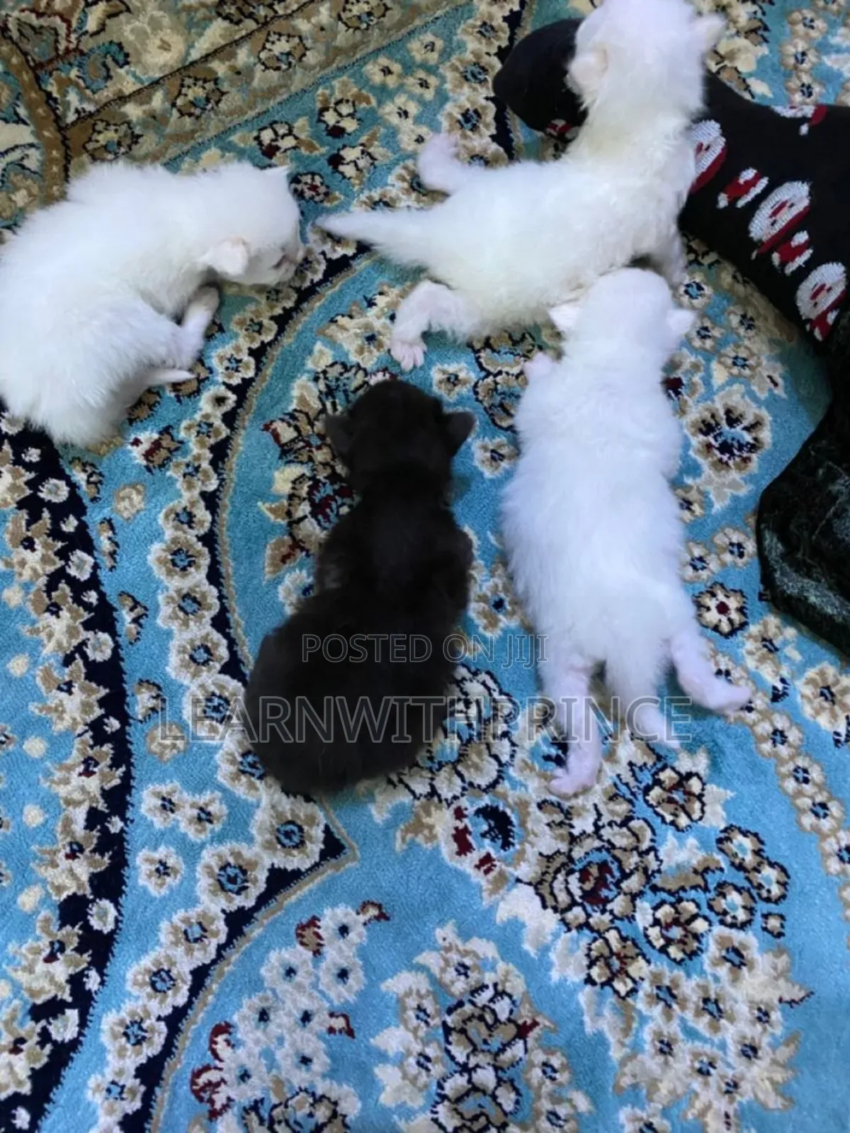 1-3 months Female Purebred Persian