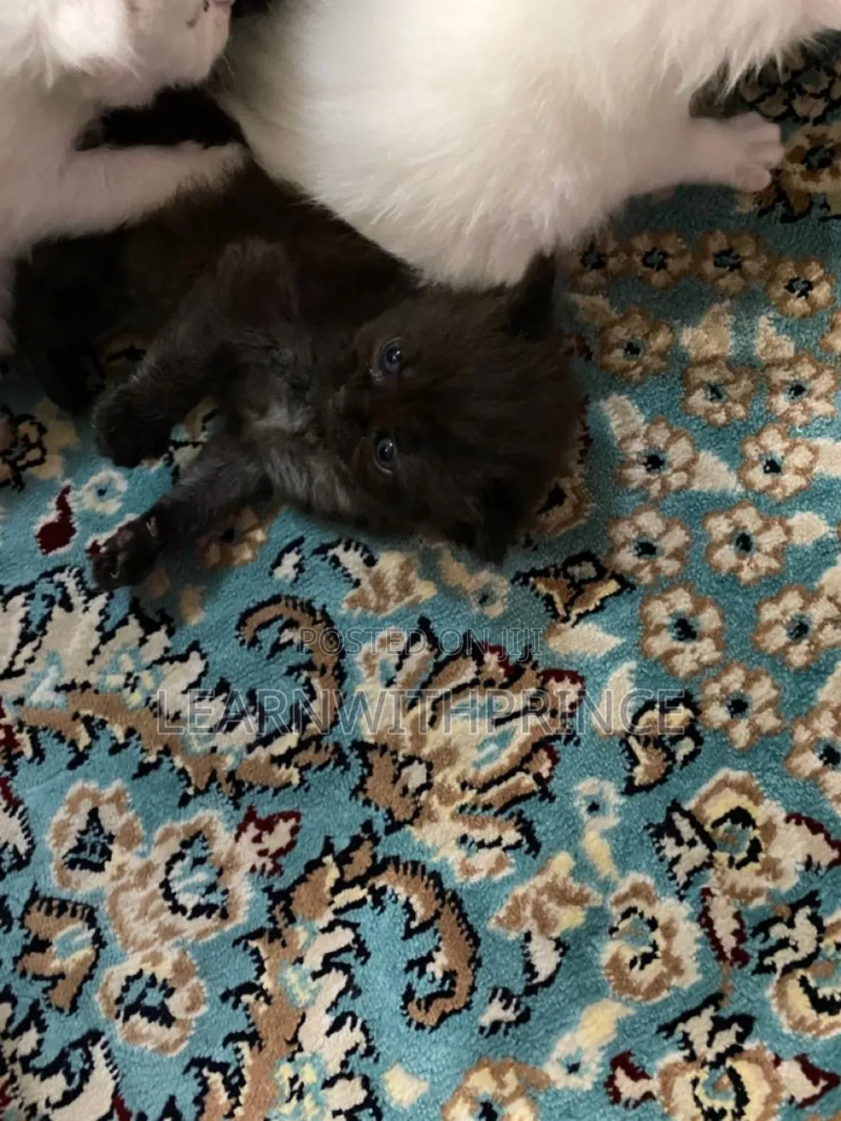 1-3 months Female Purebred Persian