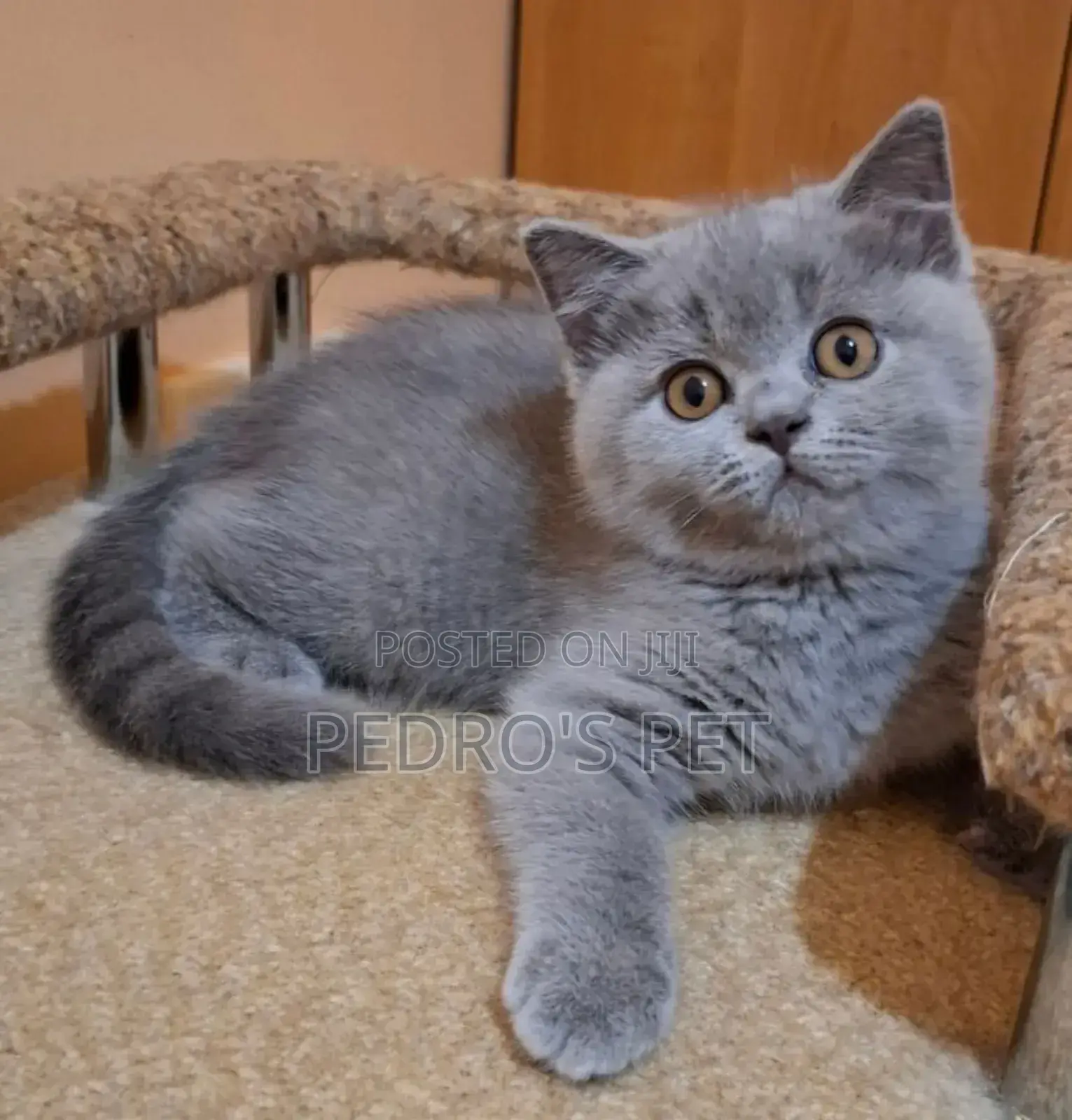 1-3 months Female Purebred British Shorthair