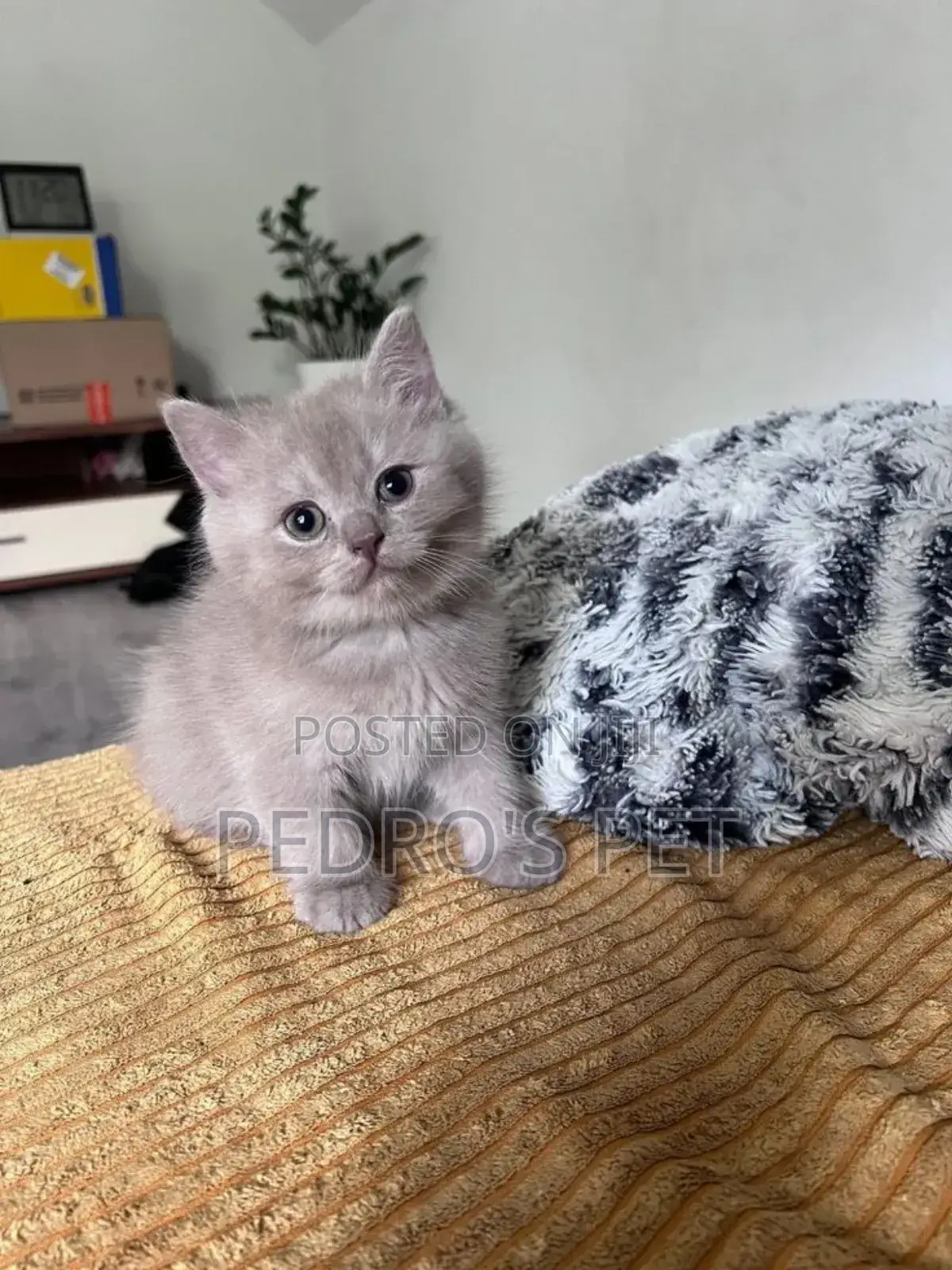 1-3 months Male Purebred British Shorthair