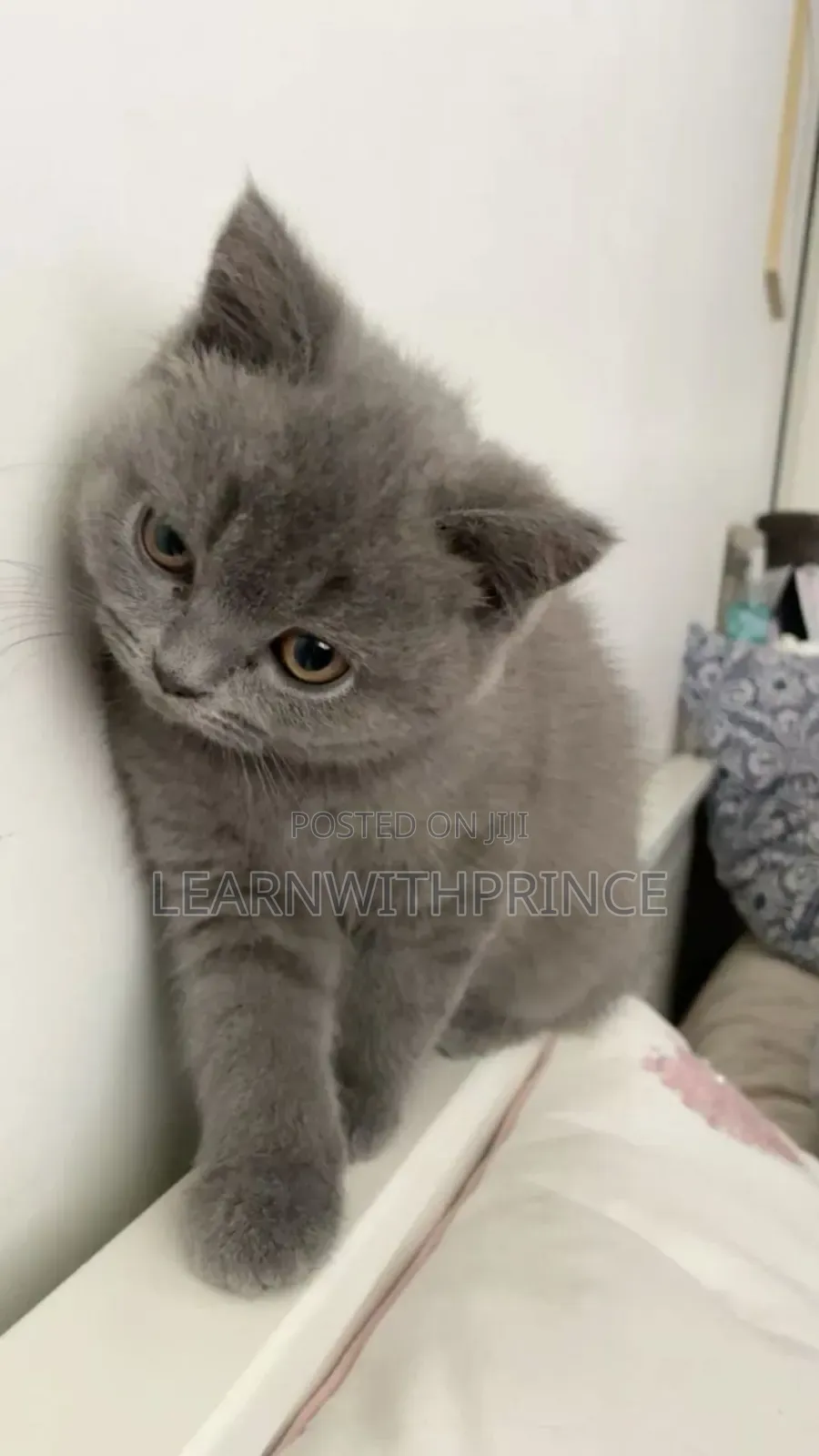 1-3 months Male Purebred British Shorthair
