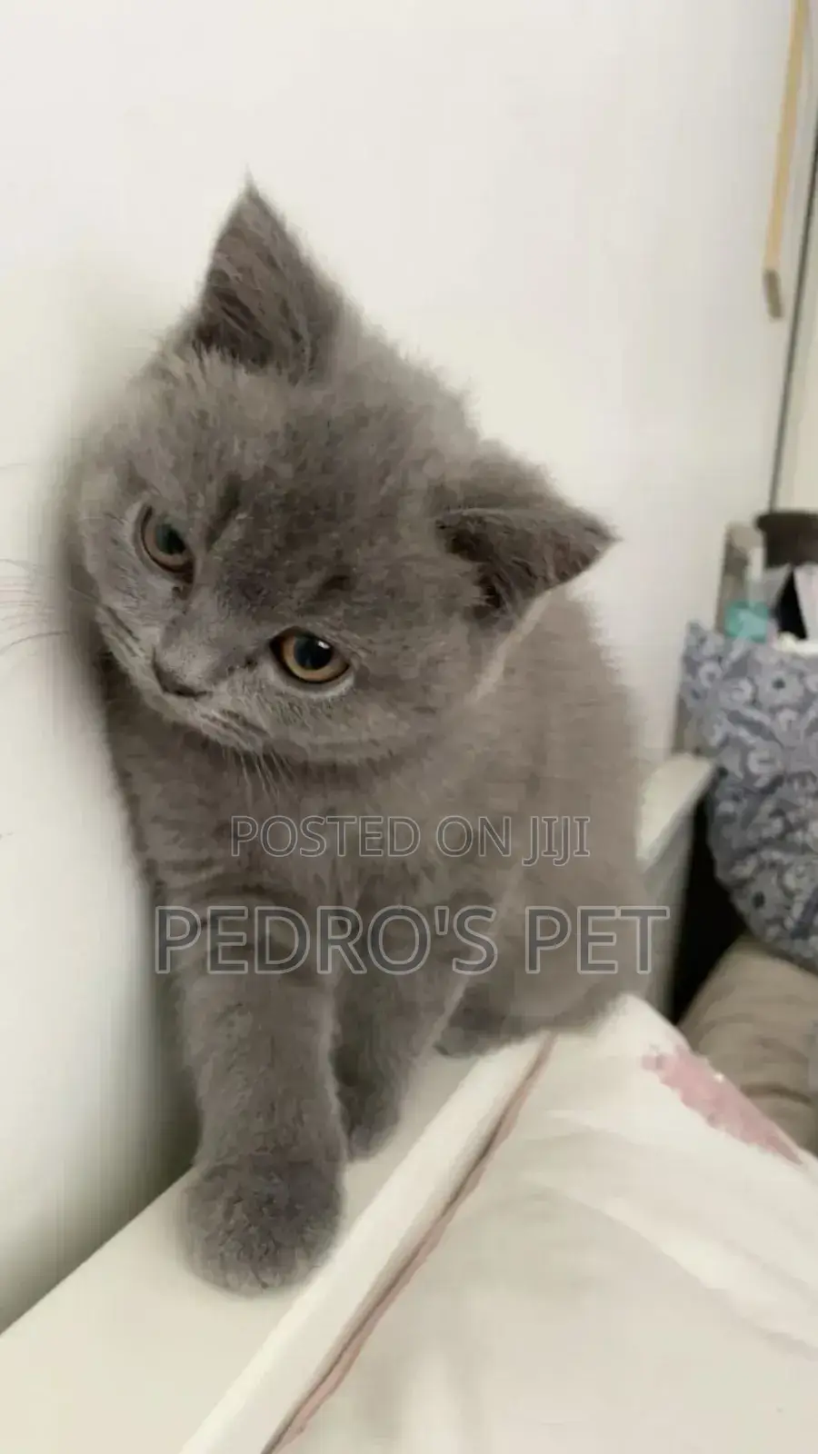 1-3 months Male Purebred British Shorthair