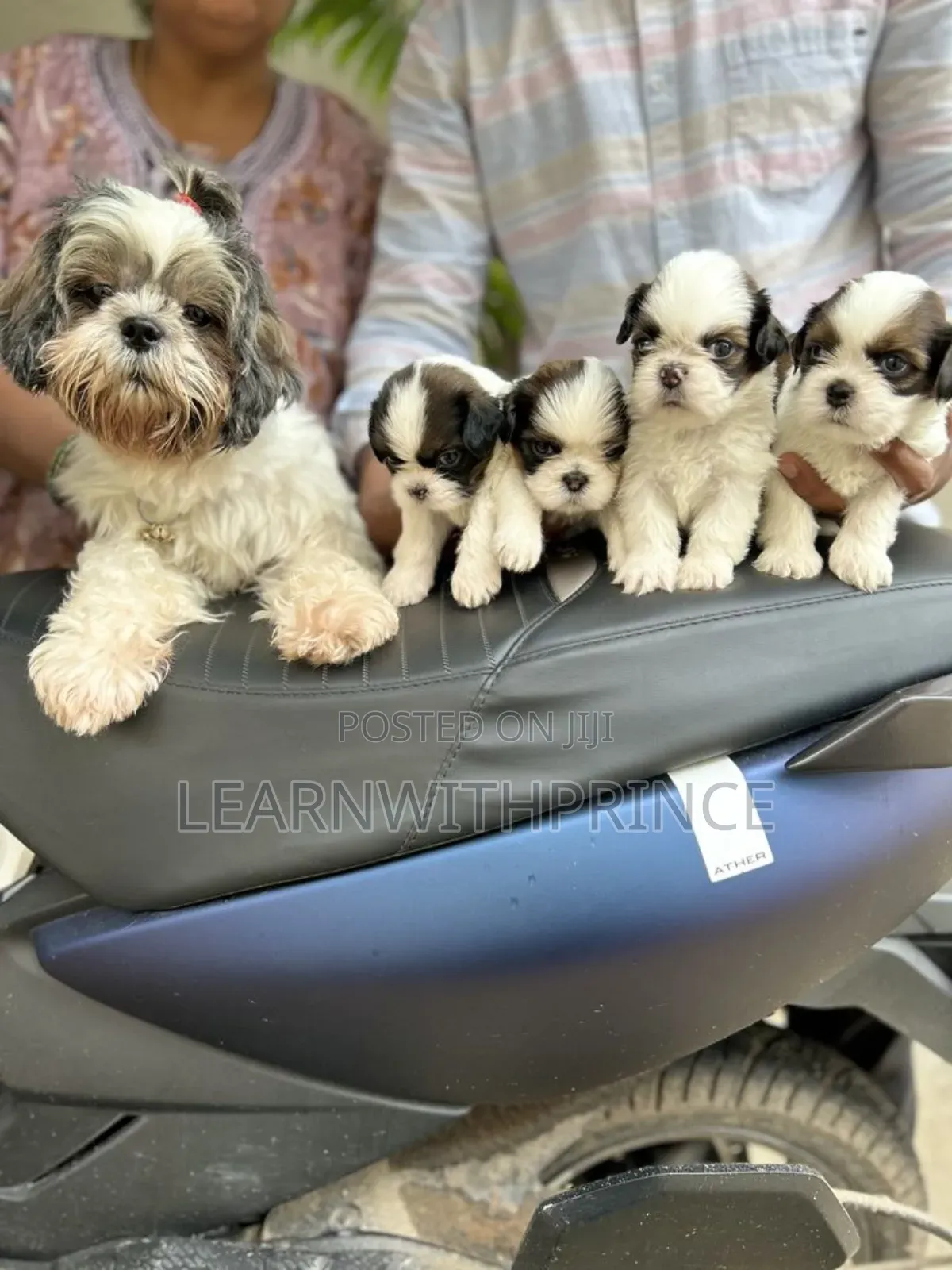 1-3 months Female Purebred Lhasa Apso