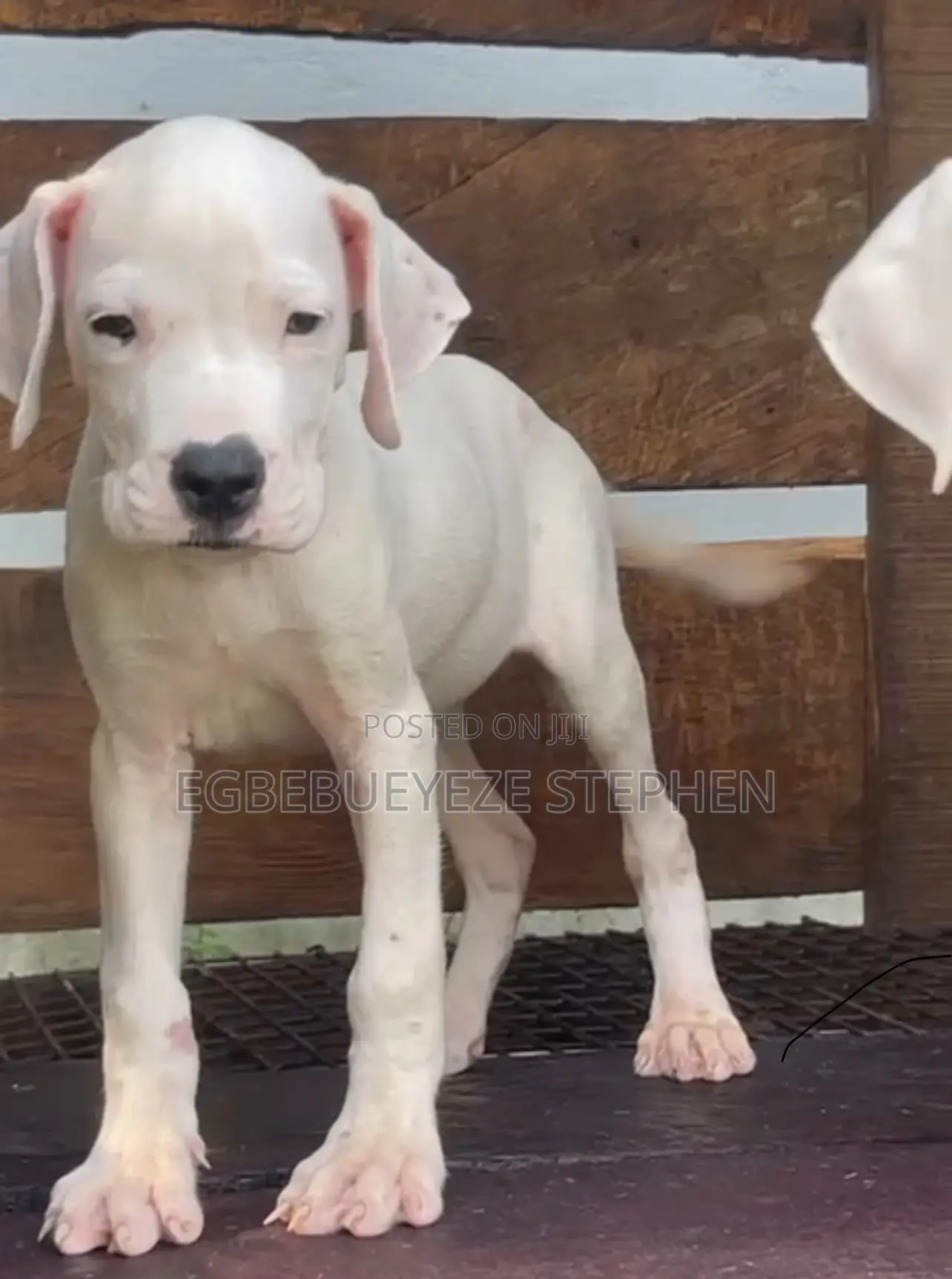 1-3 months Male Purebred Dogo Argentino