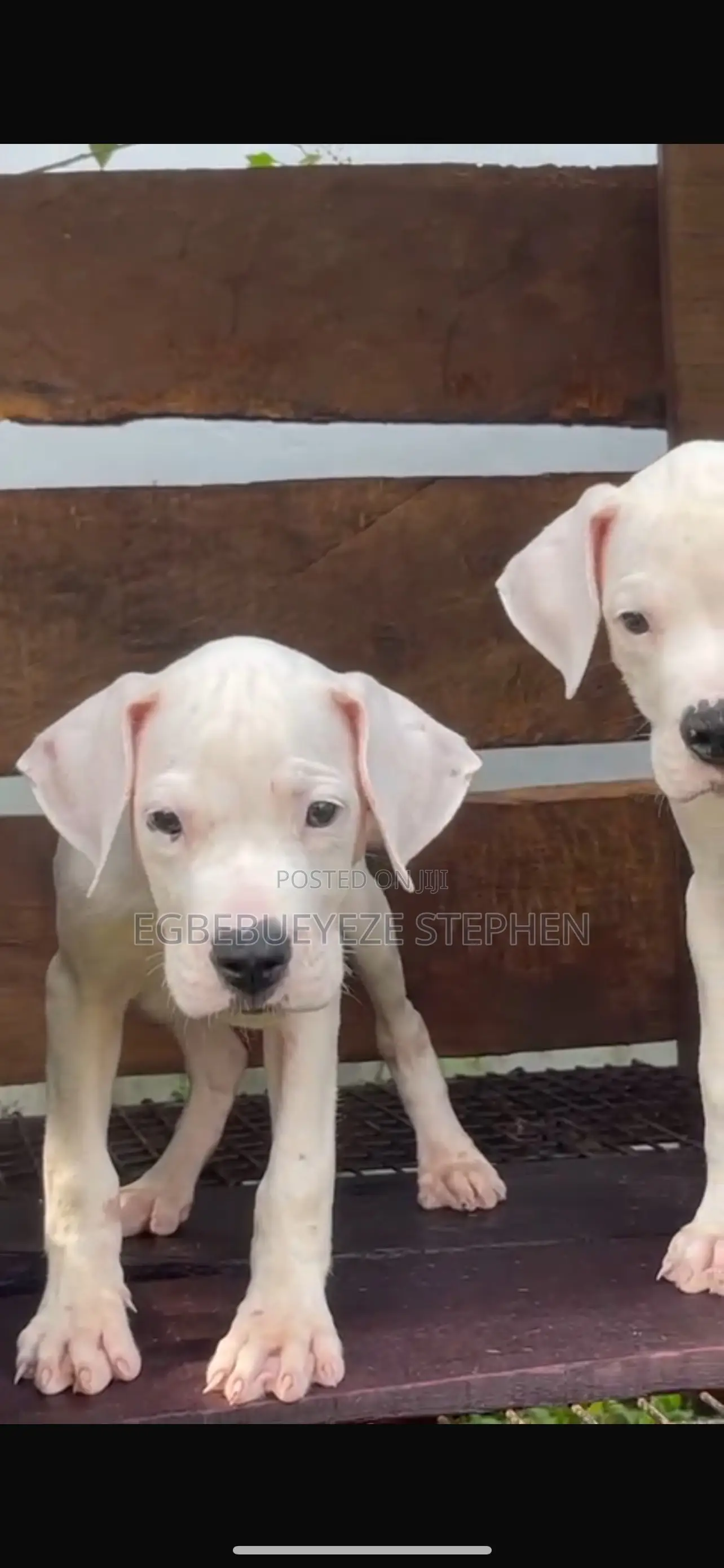 1-3 months Male Purebred Dogo Argentino