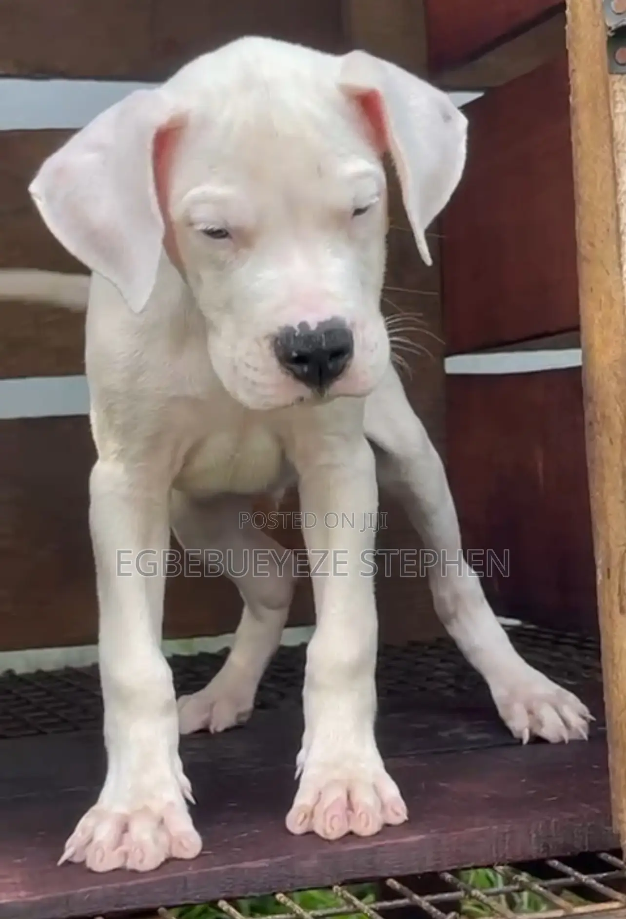 1-3 months Male Purebred Dogo Argentino