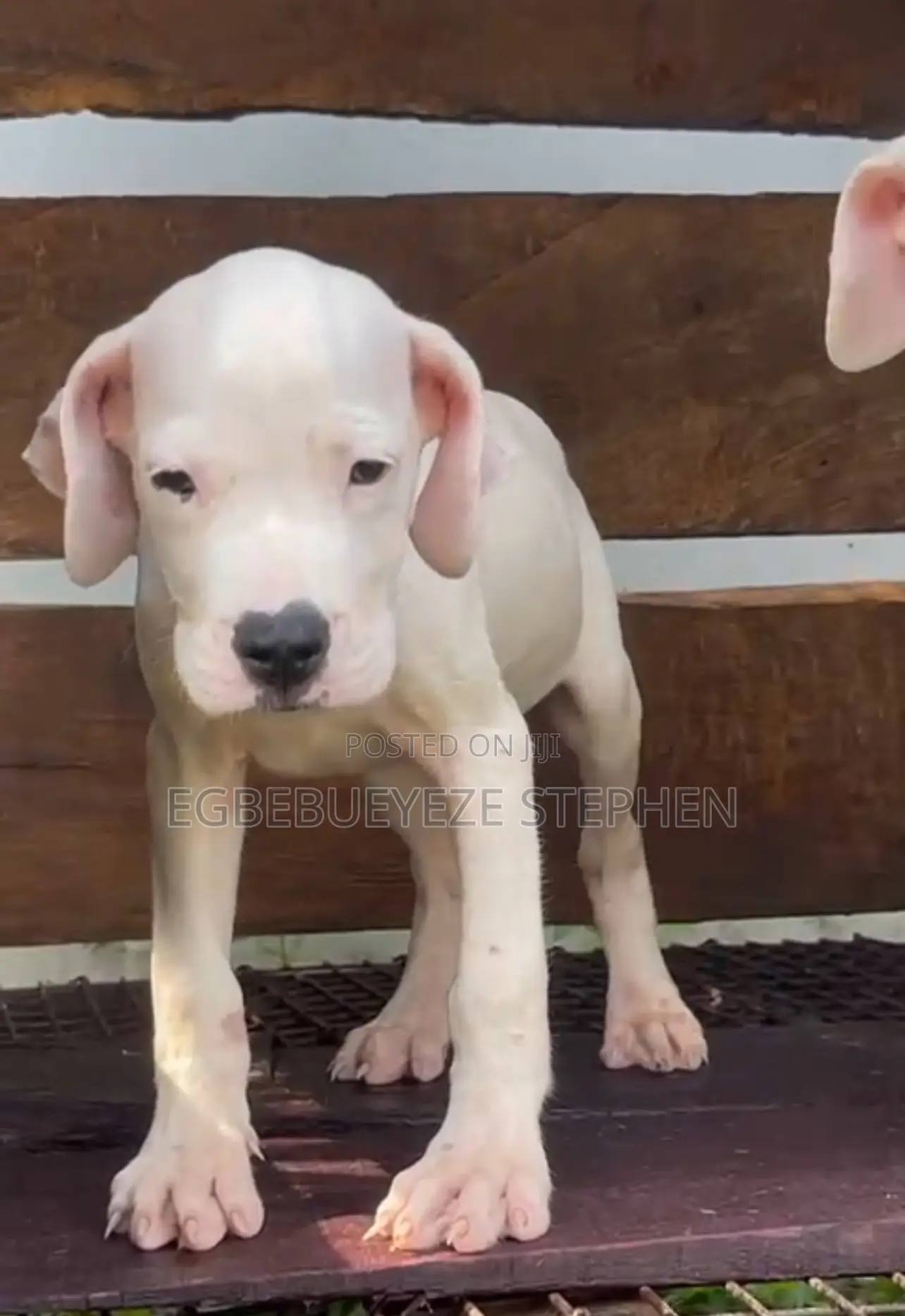 1-3 months Male Purebred Dogo Argentino