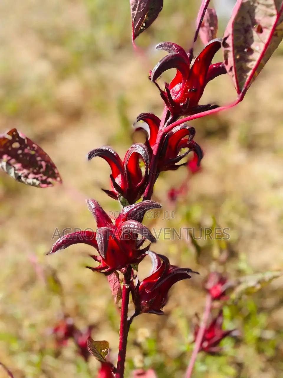 Hibiscus Flower Seed