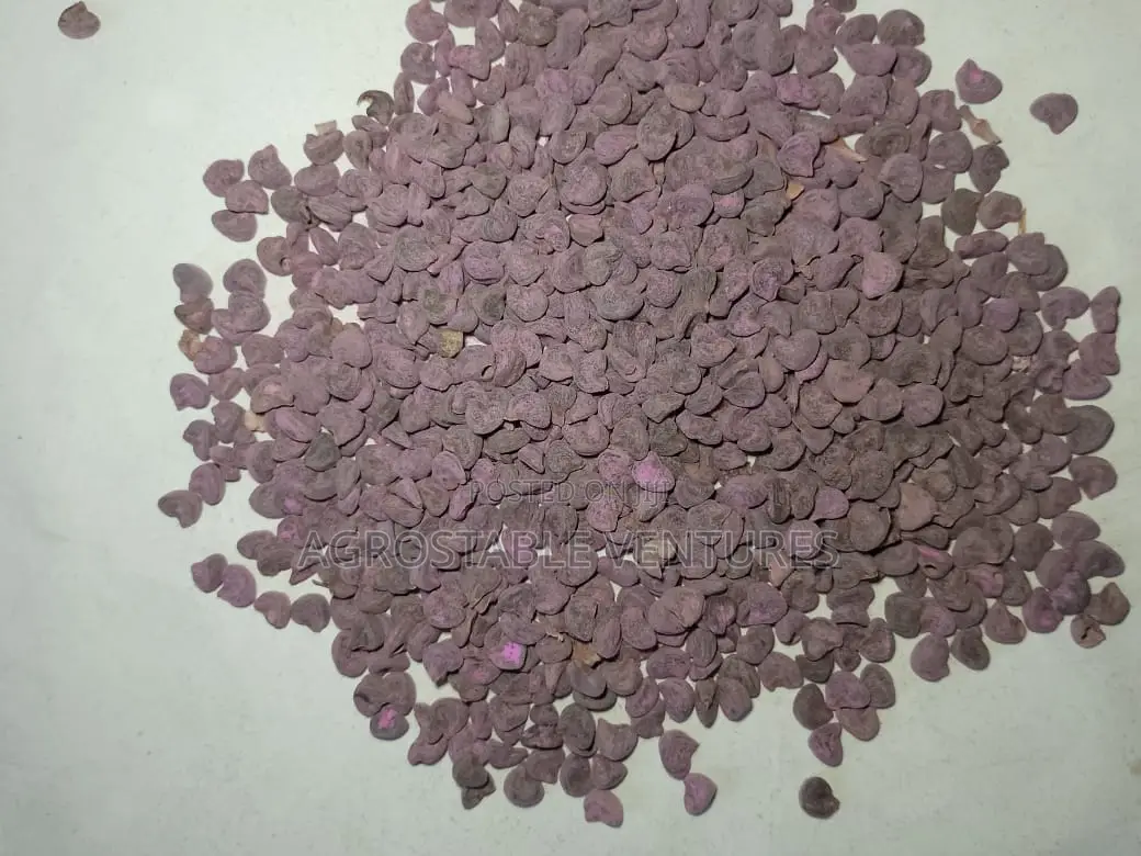 Hibiscus Flower Seed