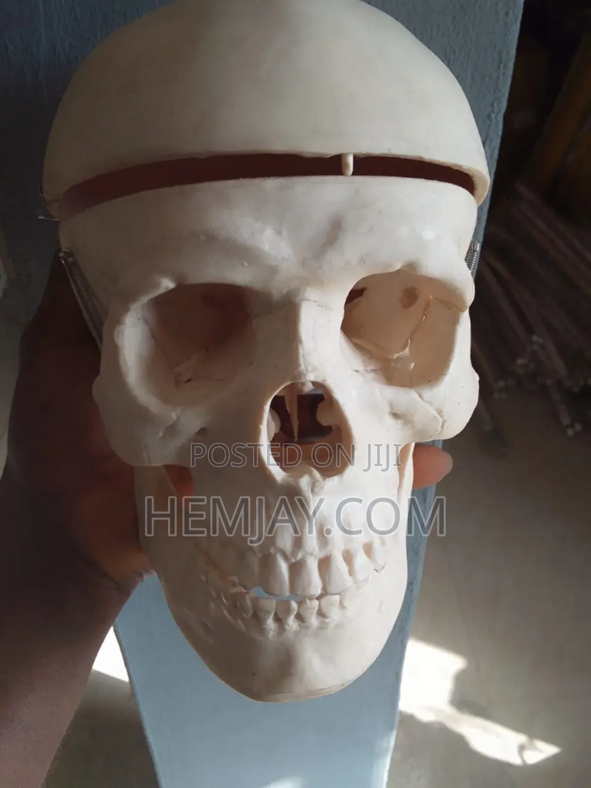 Mini Human Skeleton Anatomical Model (Education,Halloween Theater 