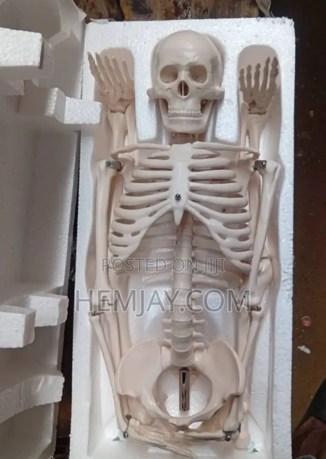 Mini Human Skeleton Anatomical Model (Education,Halloween Theater 