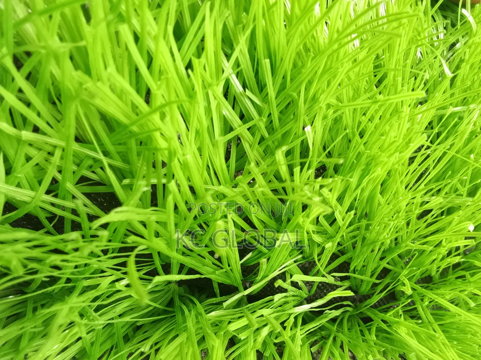 Artificial Grass. High Quality , Available in All Sizes and Colors