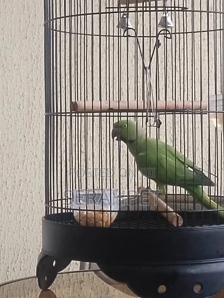 Beautiful Parakeet Birds for Sale
