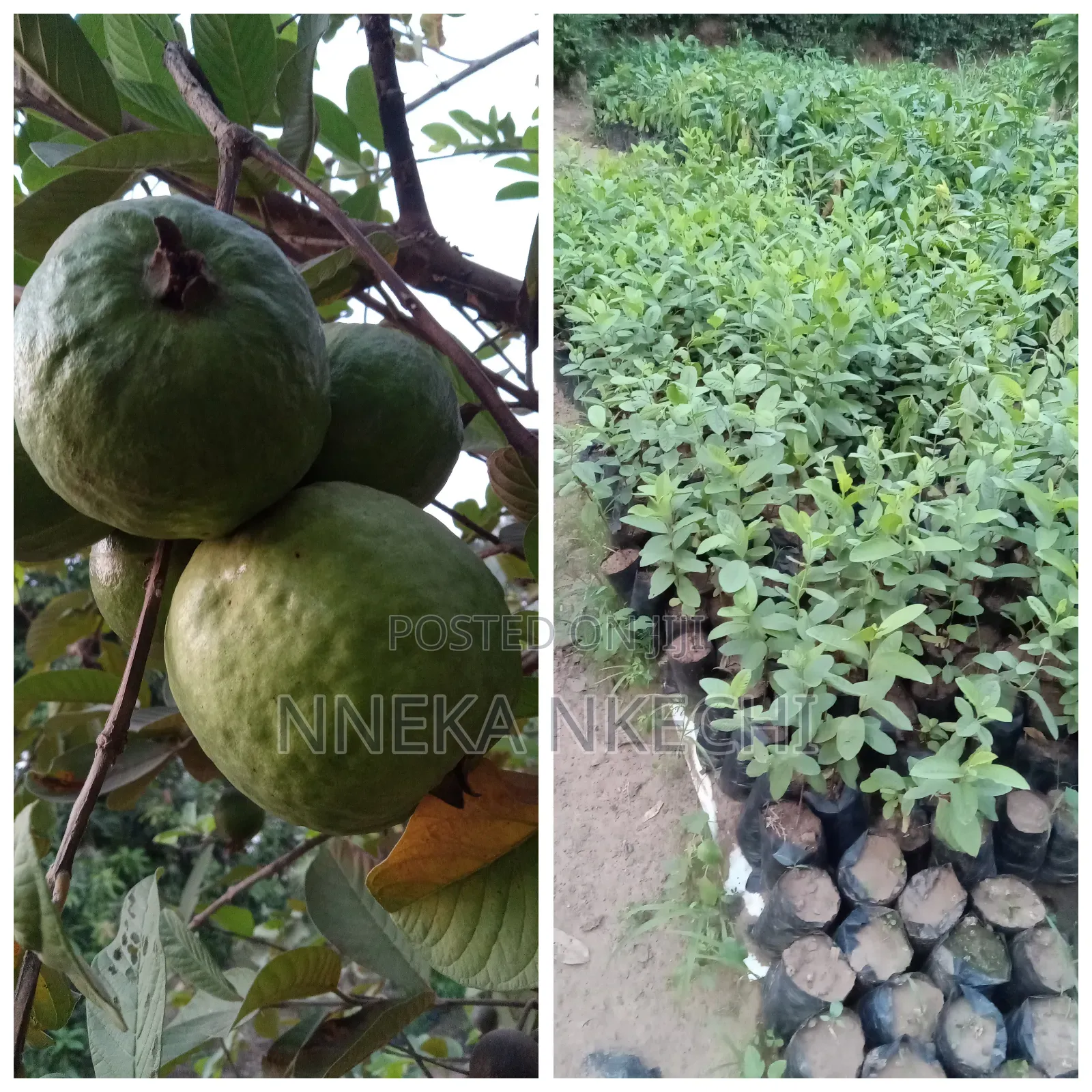 Gombo White Guava
