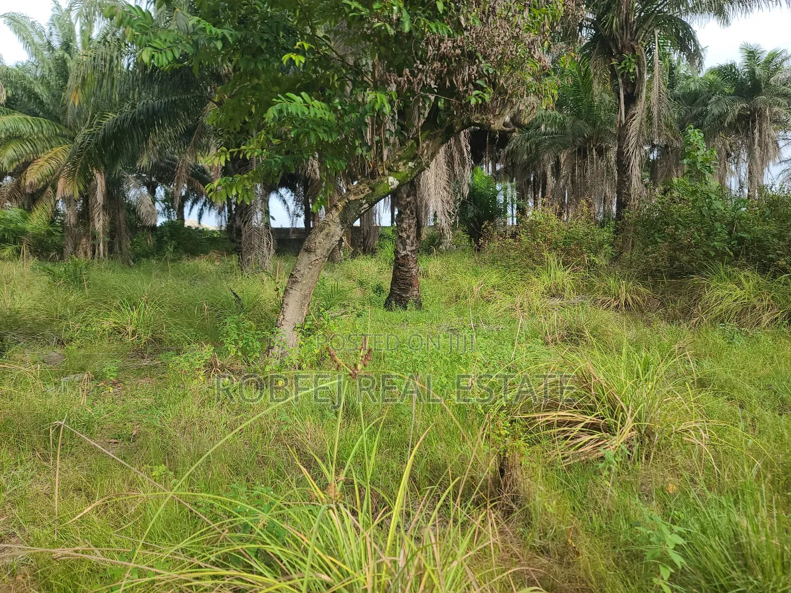 Own an Ocean View Plot for N9m