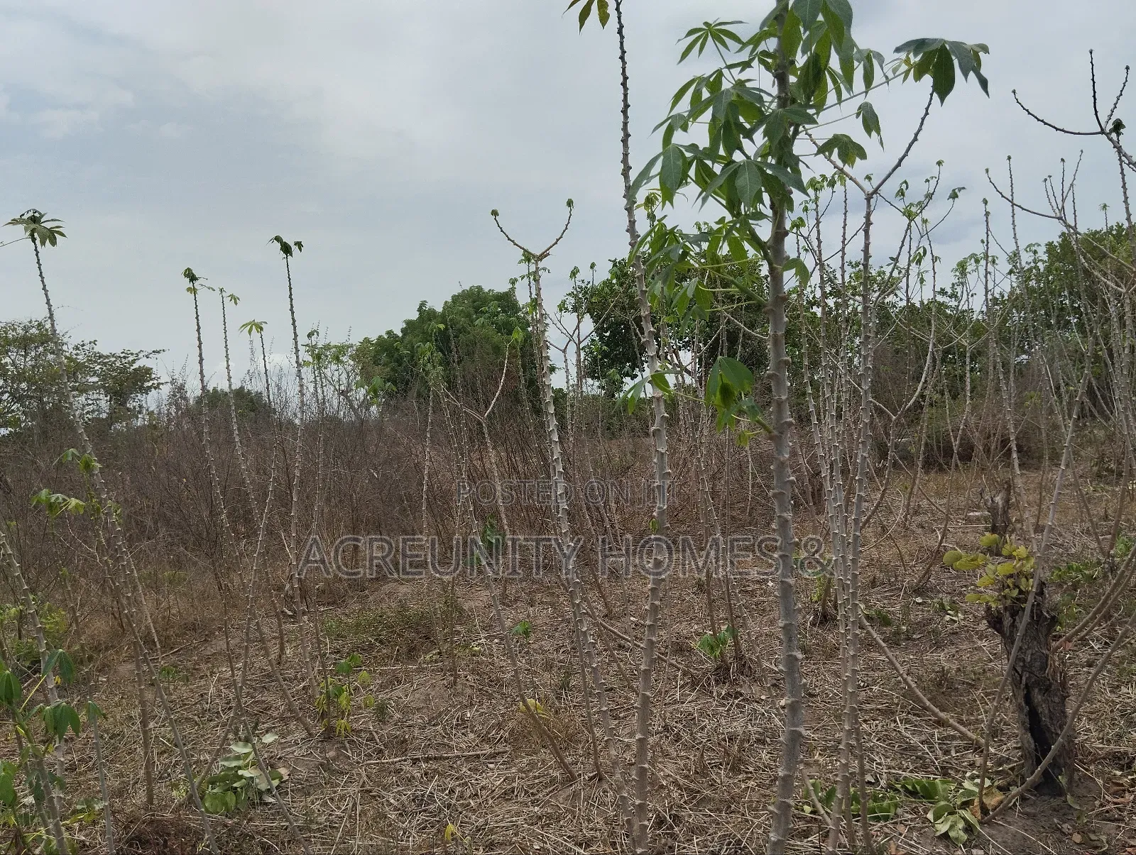 200 Acres of Fertile Farmland–Kisanija Village, Okeho, Kajola Lg Oyo S