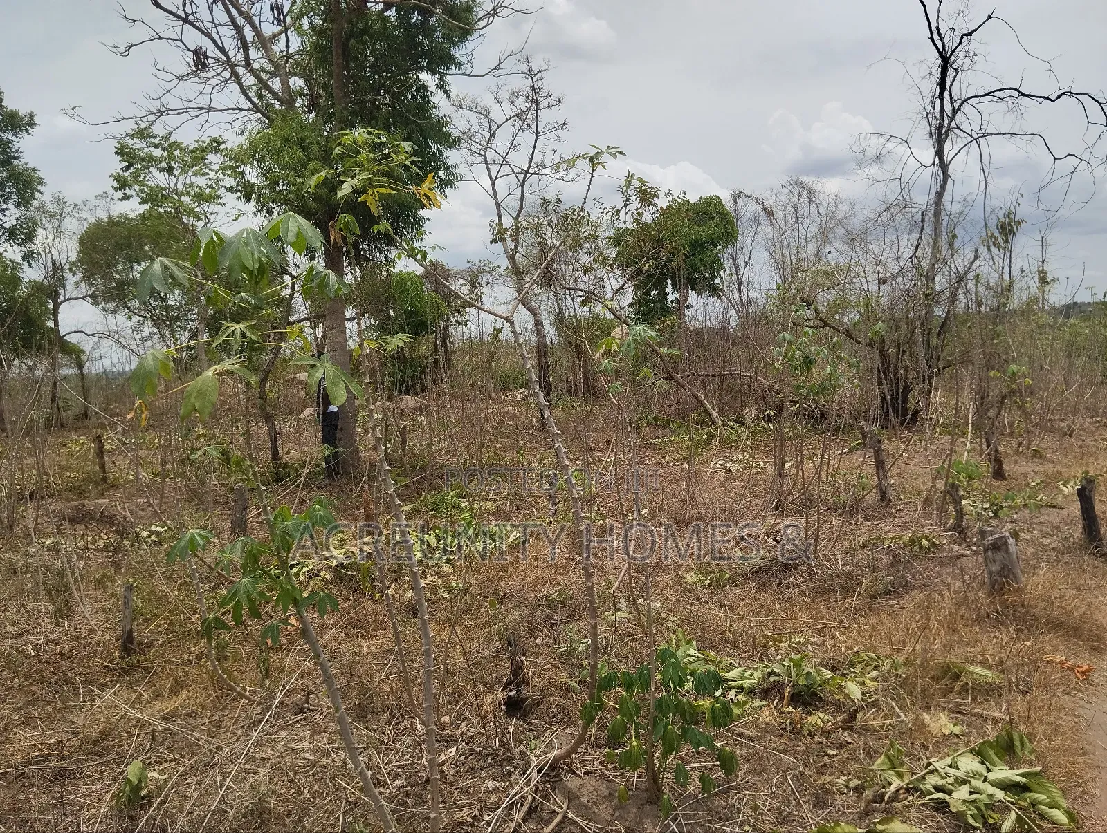 200 Acres of Fertile Farmland–Kisanija Village, Okeho, Kajola Lg Oyo S