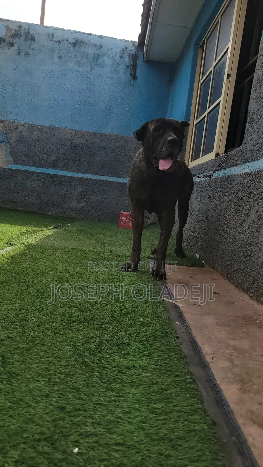 1+ year Female Purebred Cane Corso