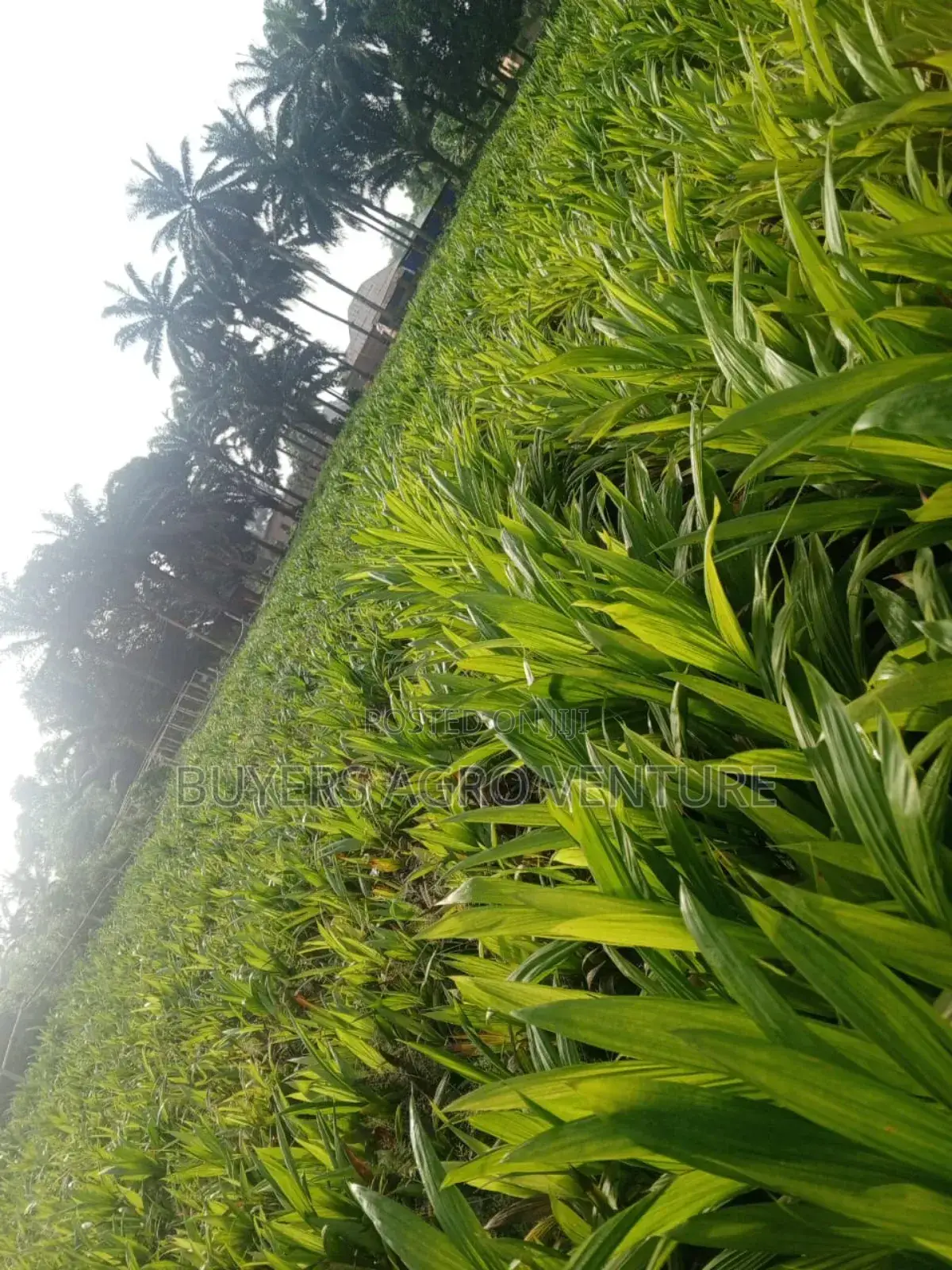 Don’T Plant Ordinary Seedlings! Go for Supergene and Harvest Faster.