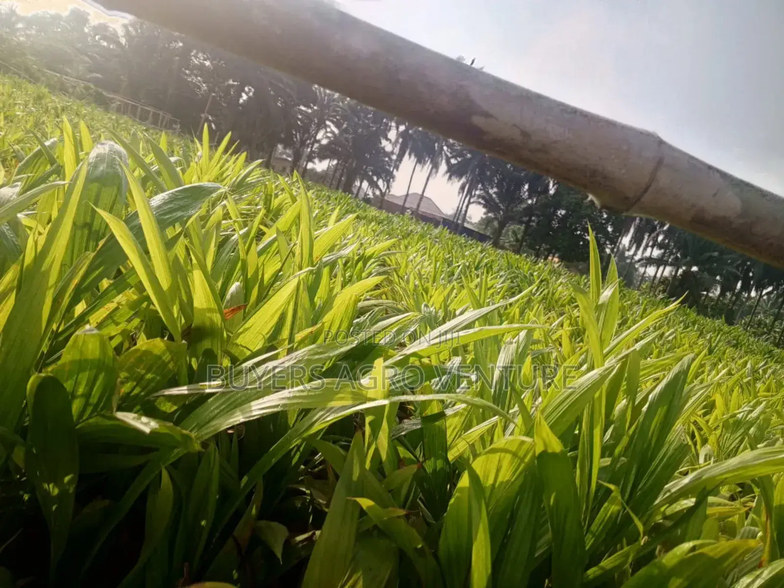 Don’T Plant Ordinary Seedlings! Go for Supergene and Harvest Faster.