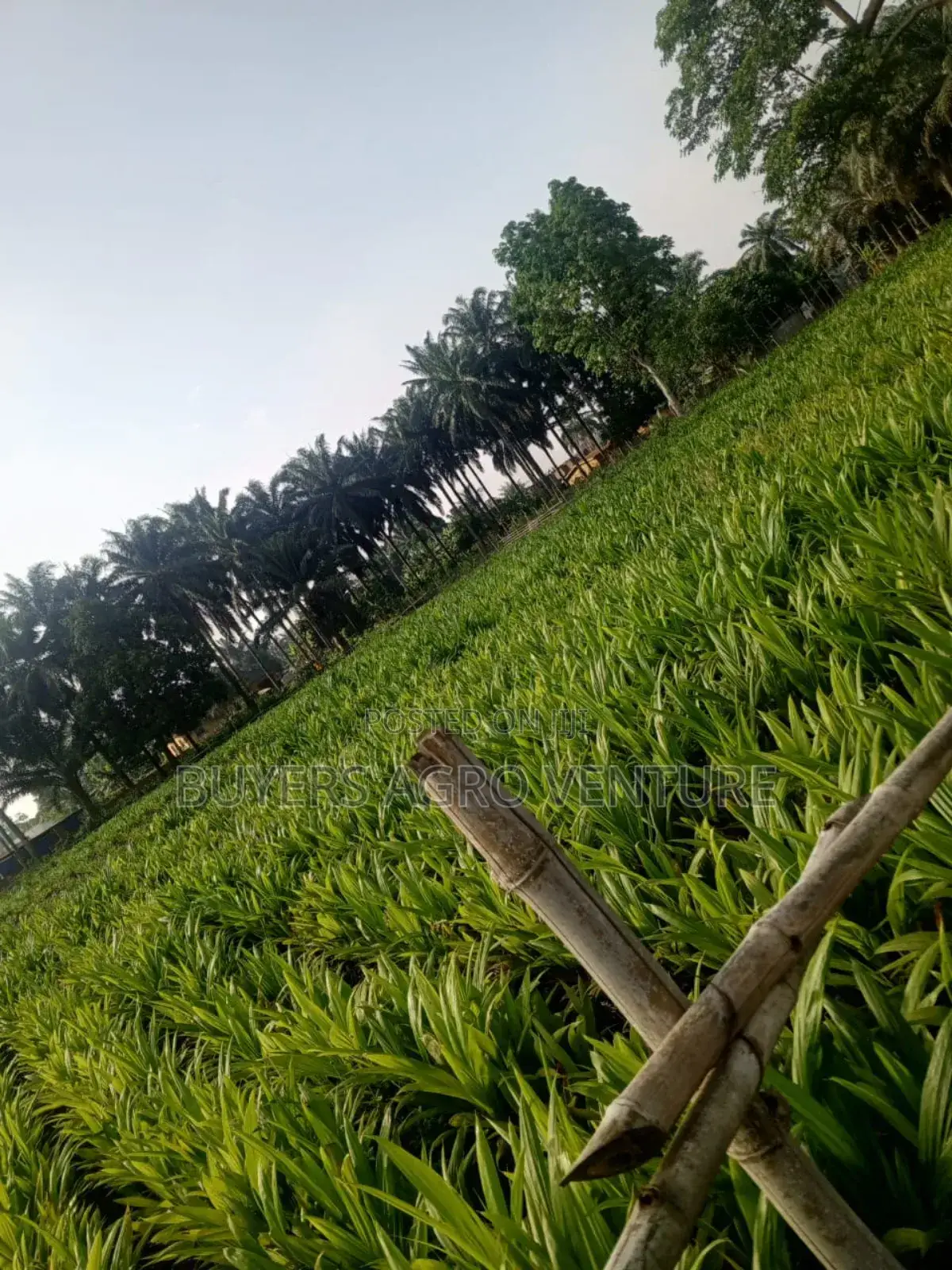 Certified Malaysia Supergene Palm Oil Seedlings Available.