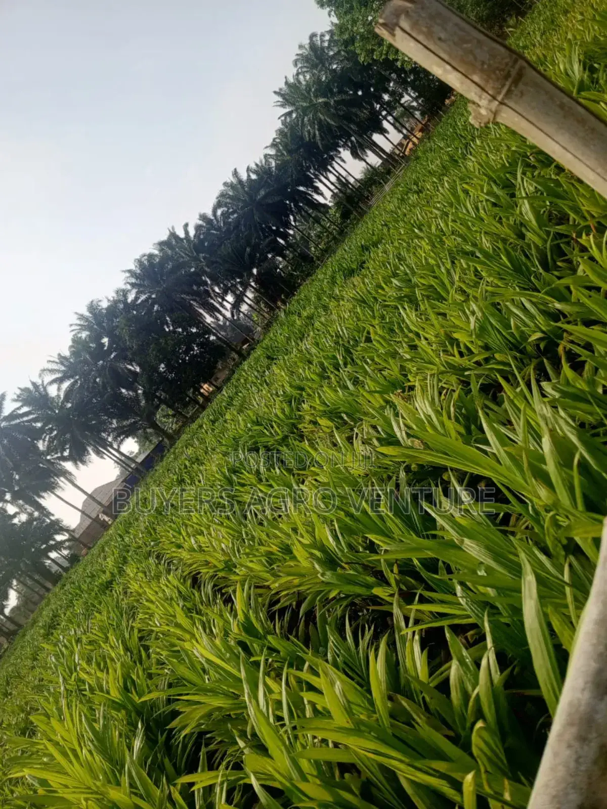 Certified Malaysia Supergene Palm Oil Seedlings Available.