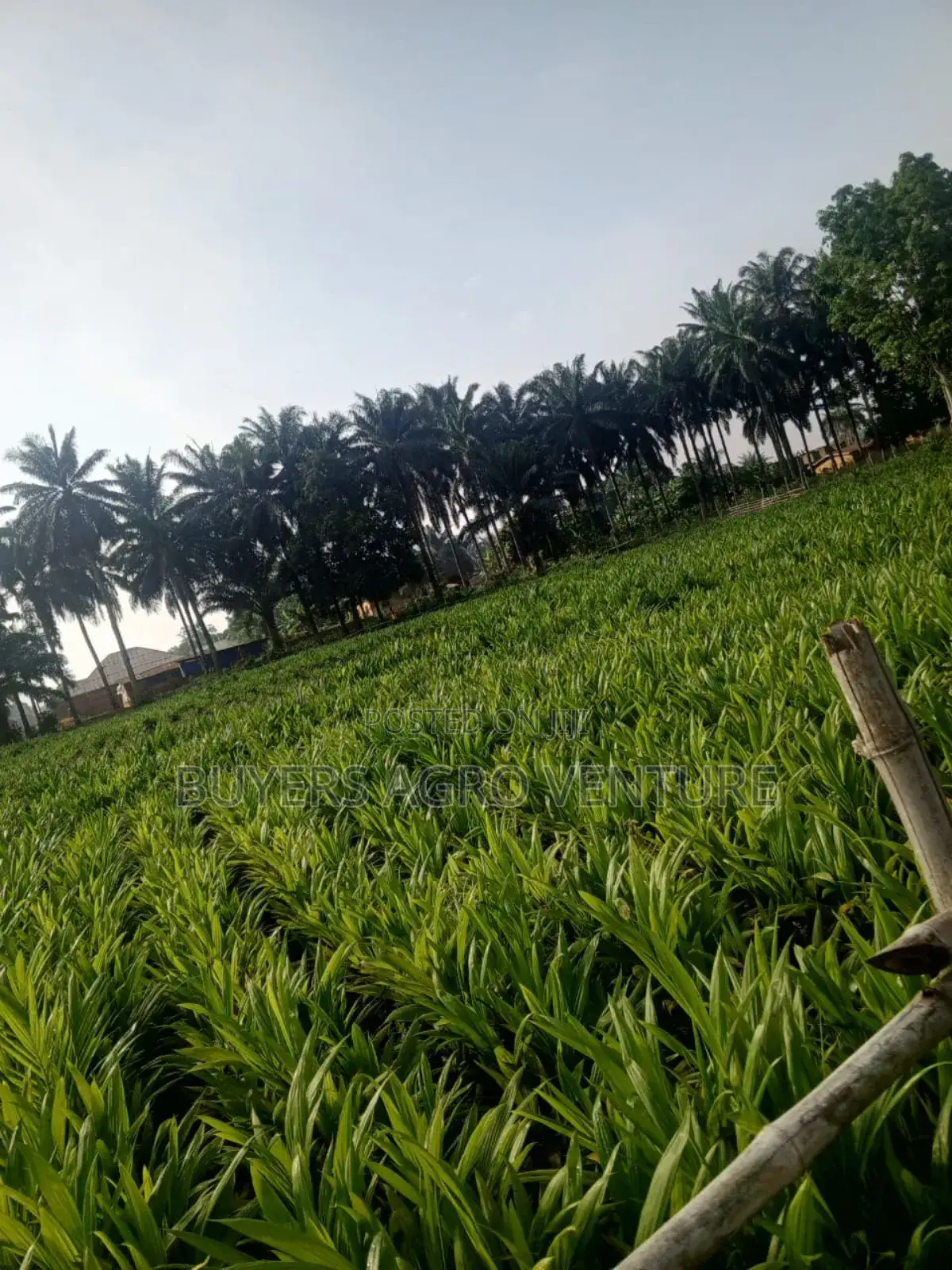 Certified Malaysia Supergene Palm Oil Seedlings Available.