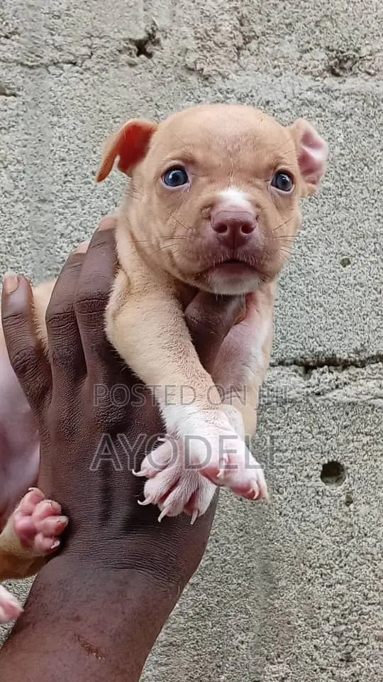 1-3 months Male Purebred American Pit Bull Terrier