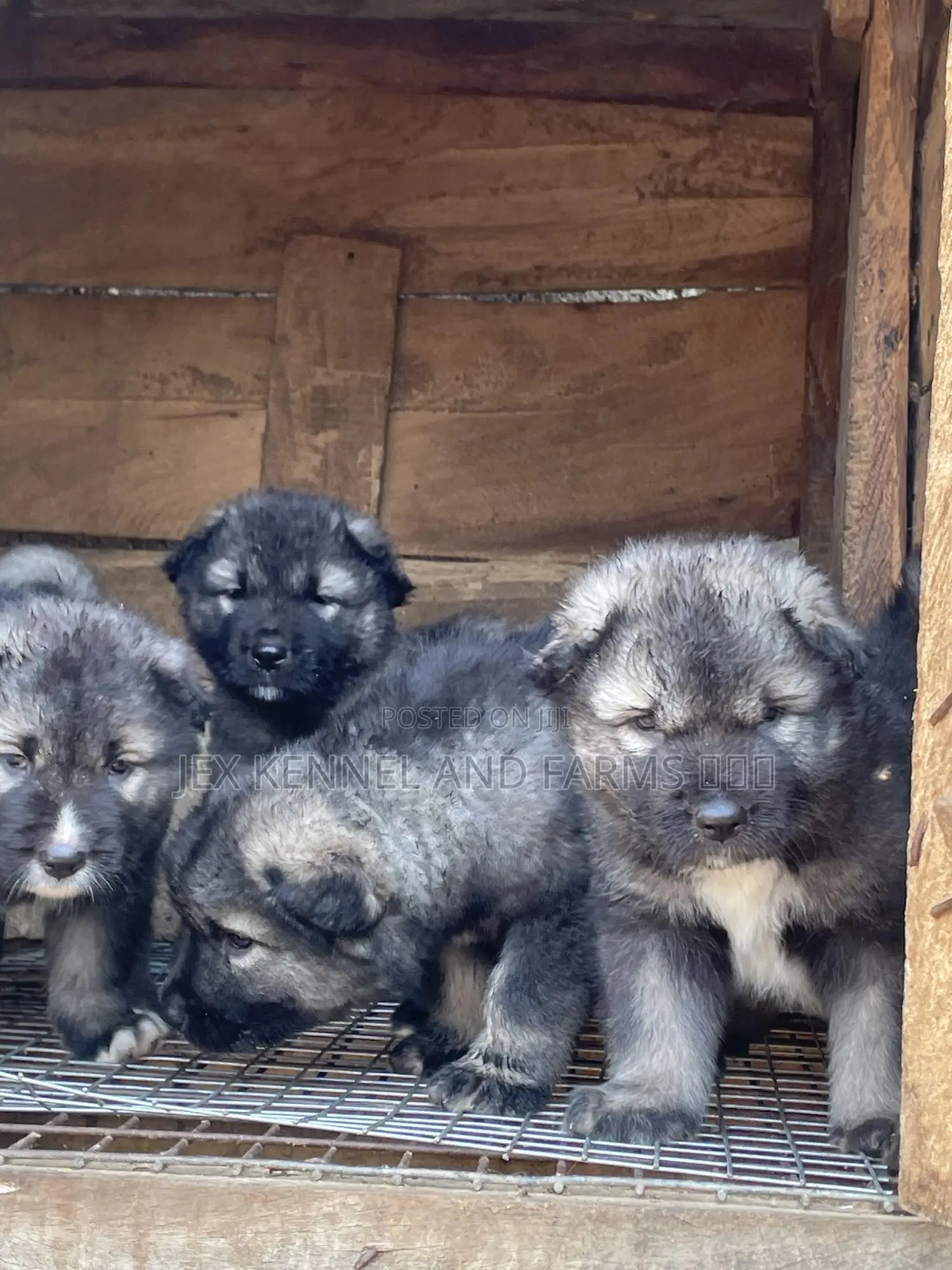 1-3 months Male Purebred Caucasian Shepherd