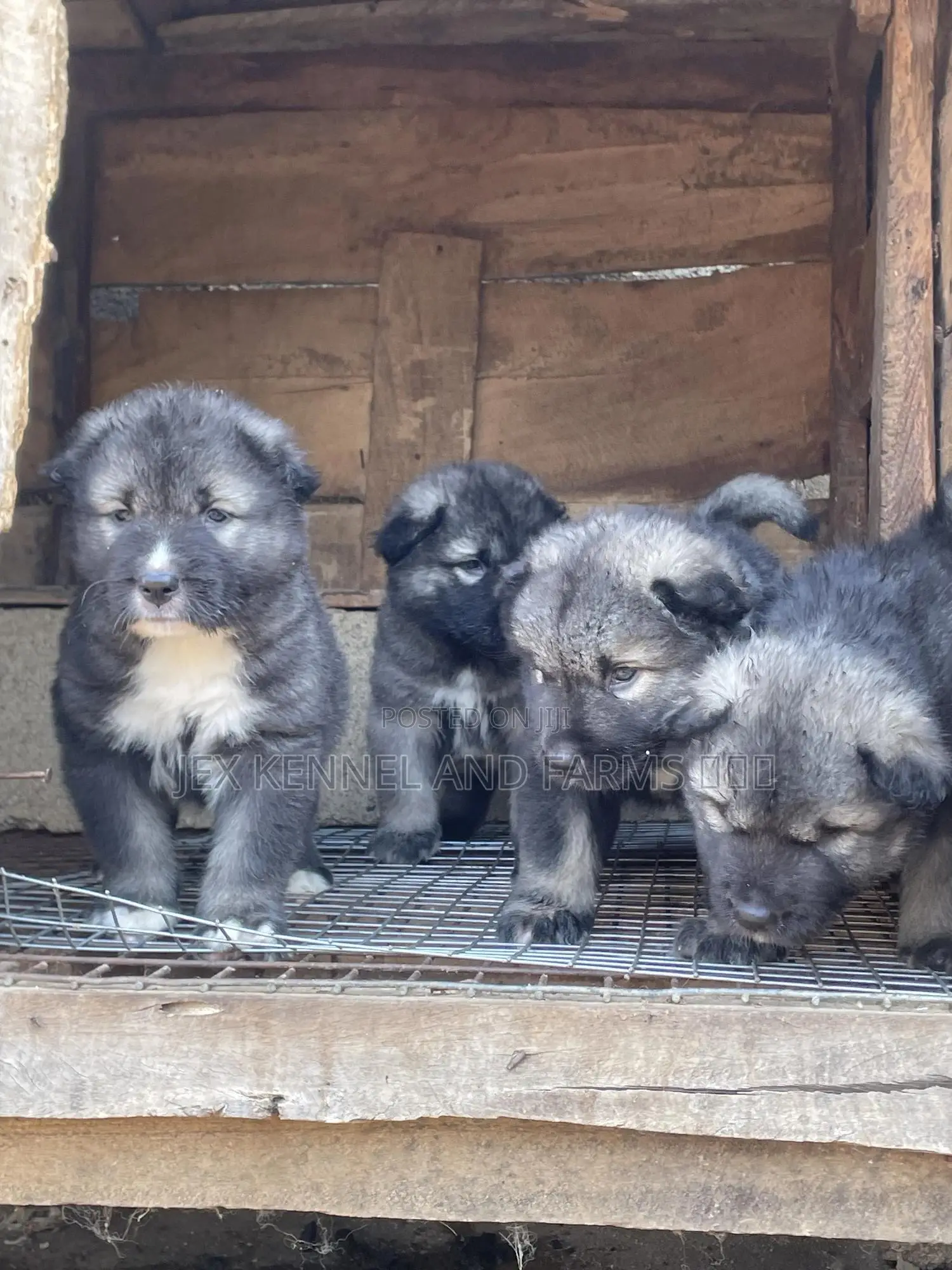 1-3 months Male Purebred Caucasian Shepherd