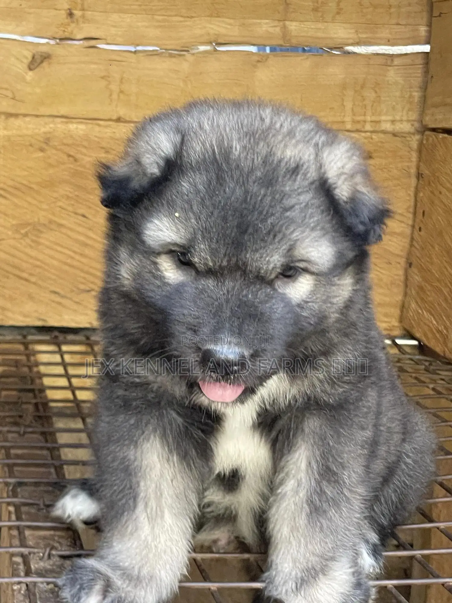 1-3 months Male Purebred Caucasian Shepherd