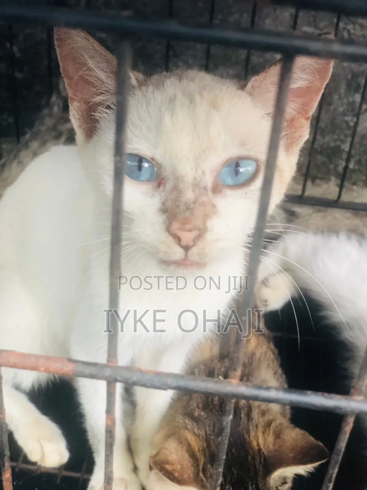 3-6 months Female Purebred Tabby