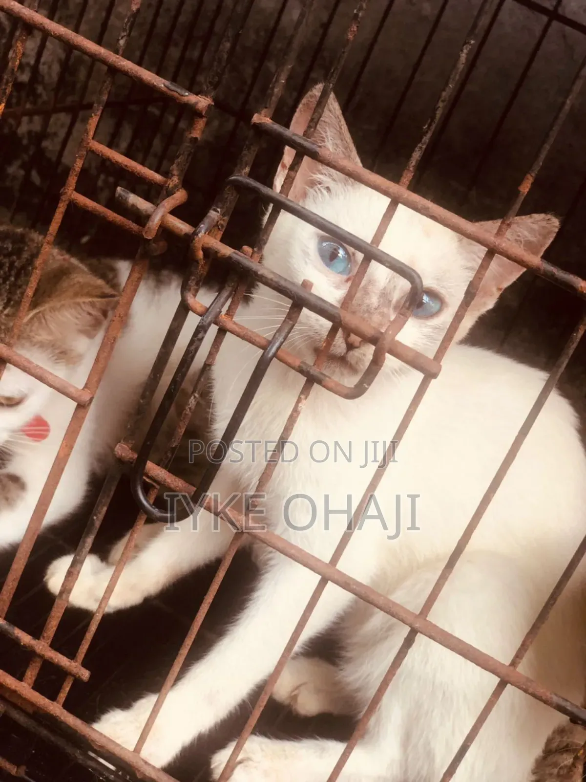 3-6 months Female Purebred Tabby