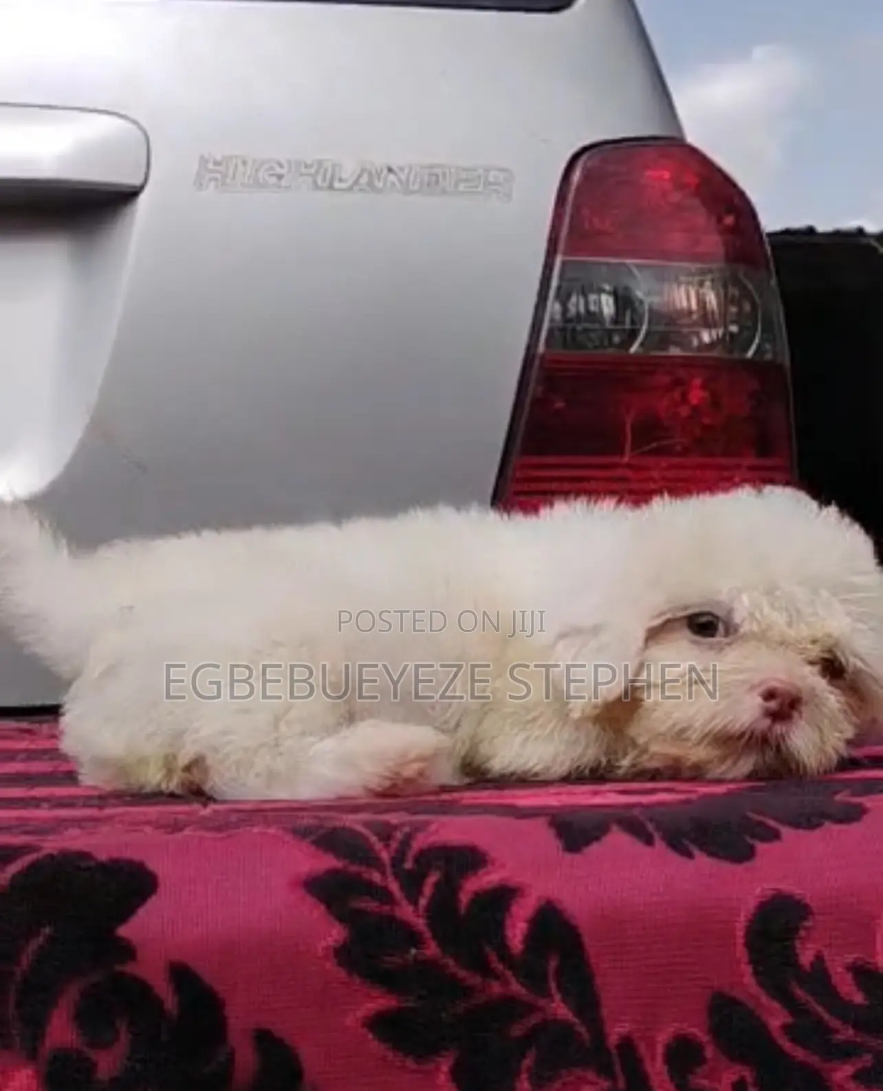 1-3 months Female Purebred Lhasa Apso