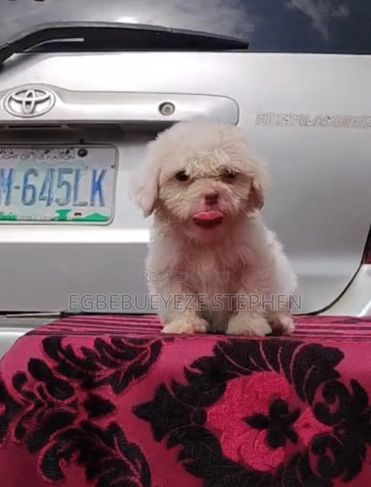 1-3 months Female Purebred Lhasa Apso