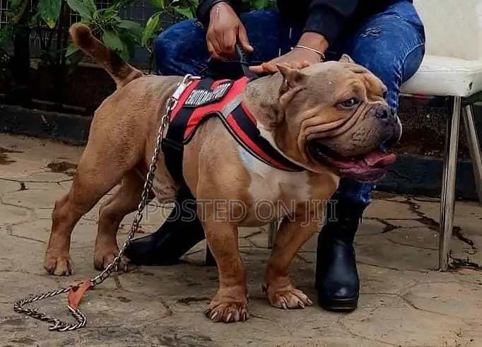 1+ year Male Purebred American Bully