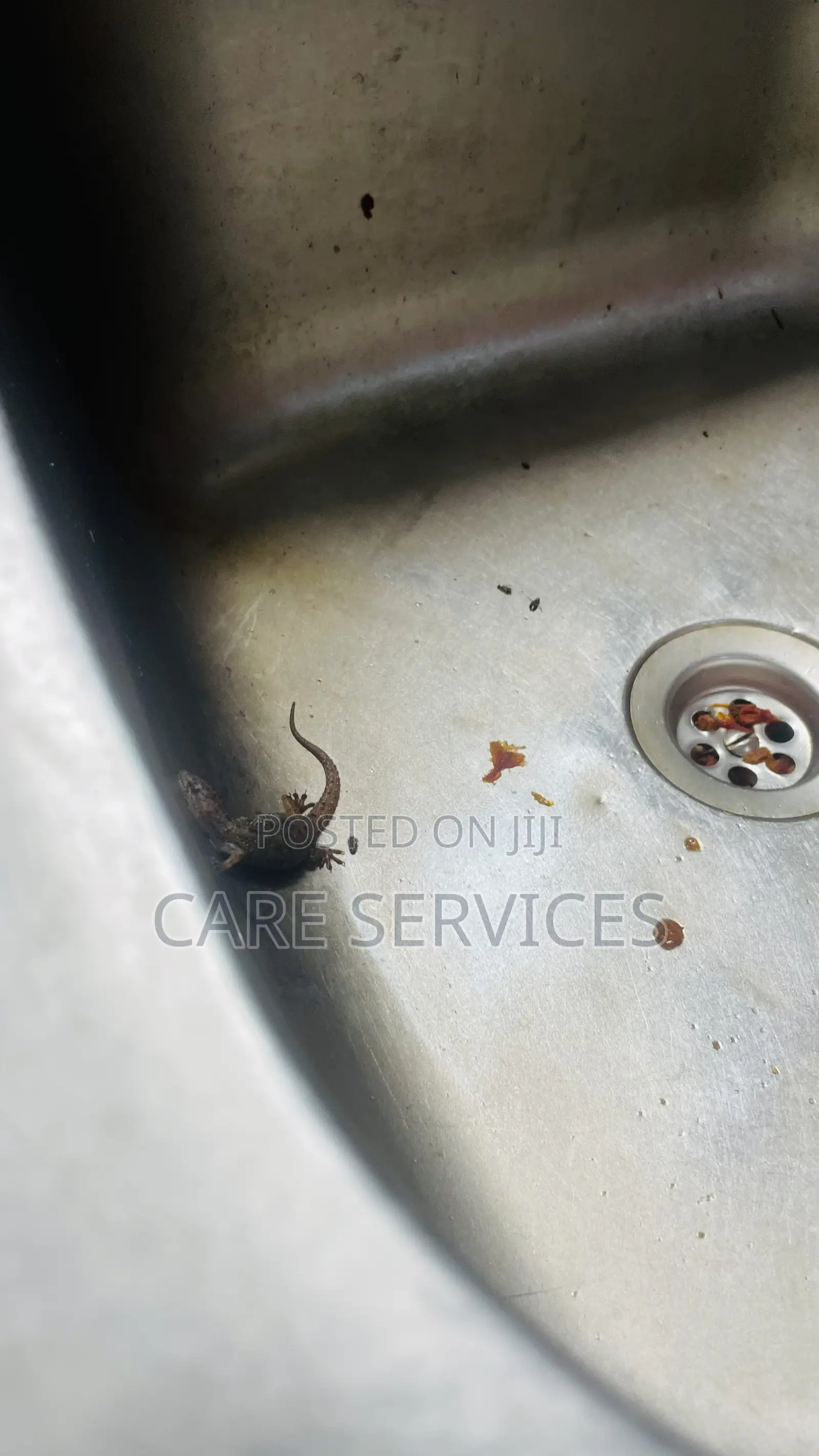 Funmigation Combo Deal (De-Ratting and Wall -Gecko Treatment)