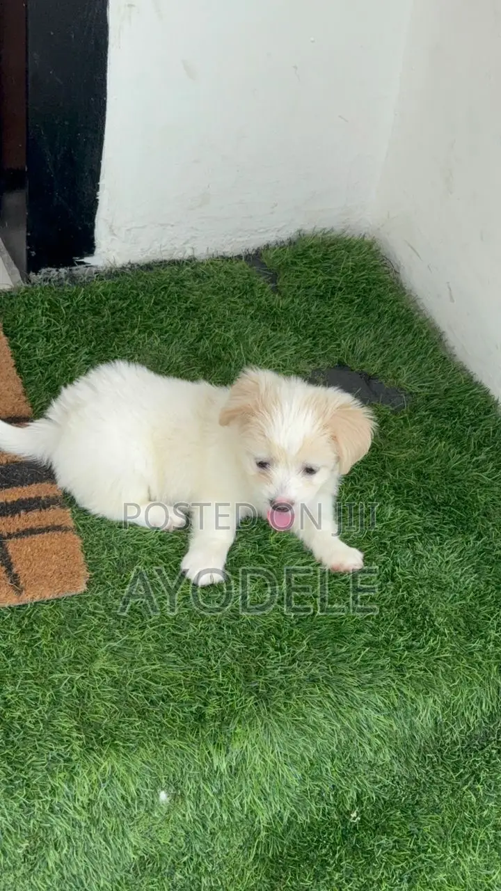 1-3 months Female Purebred Lhasa Apso