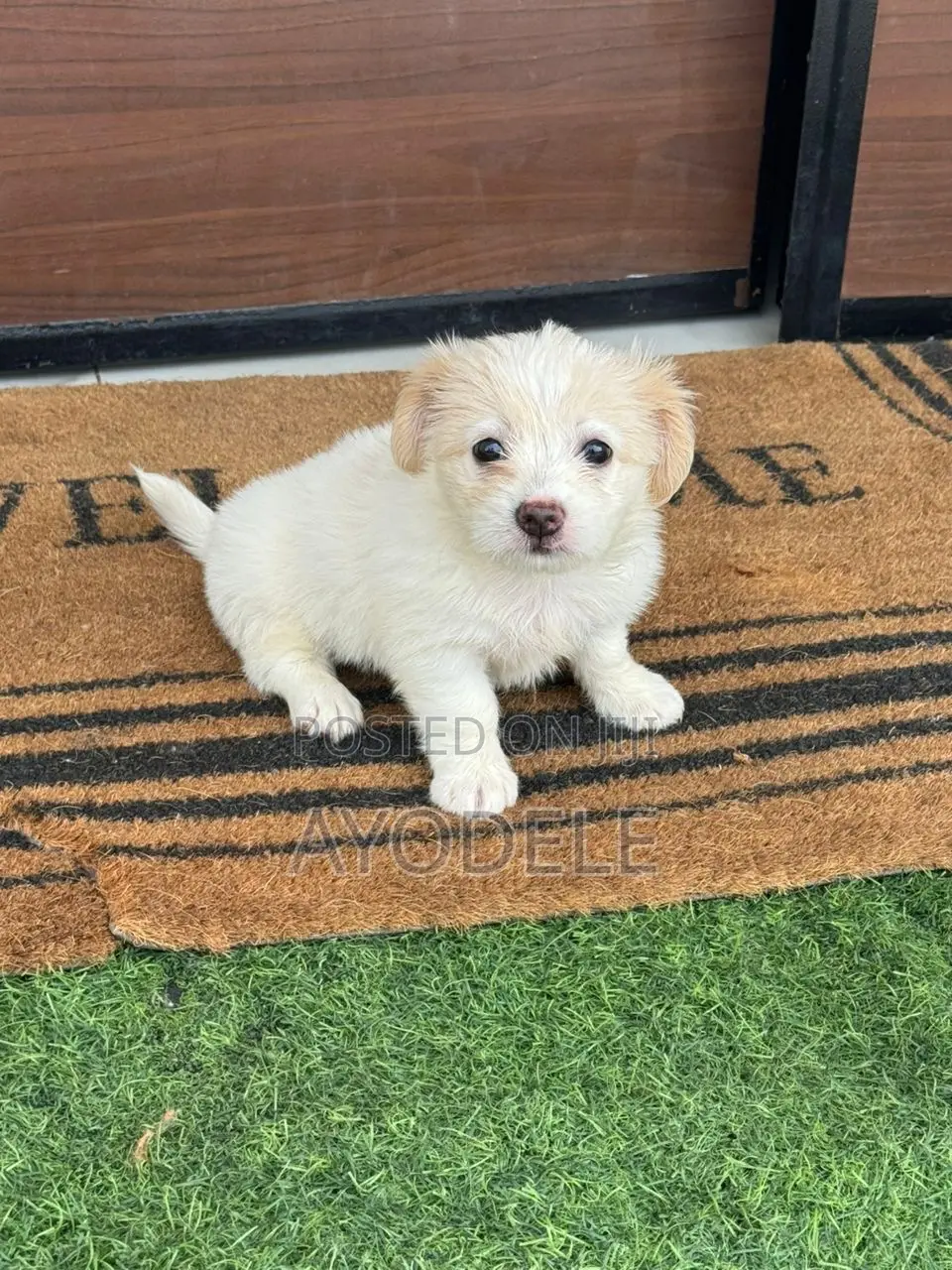 1-3 months Female Purebred Lhasa Apso