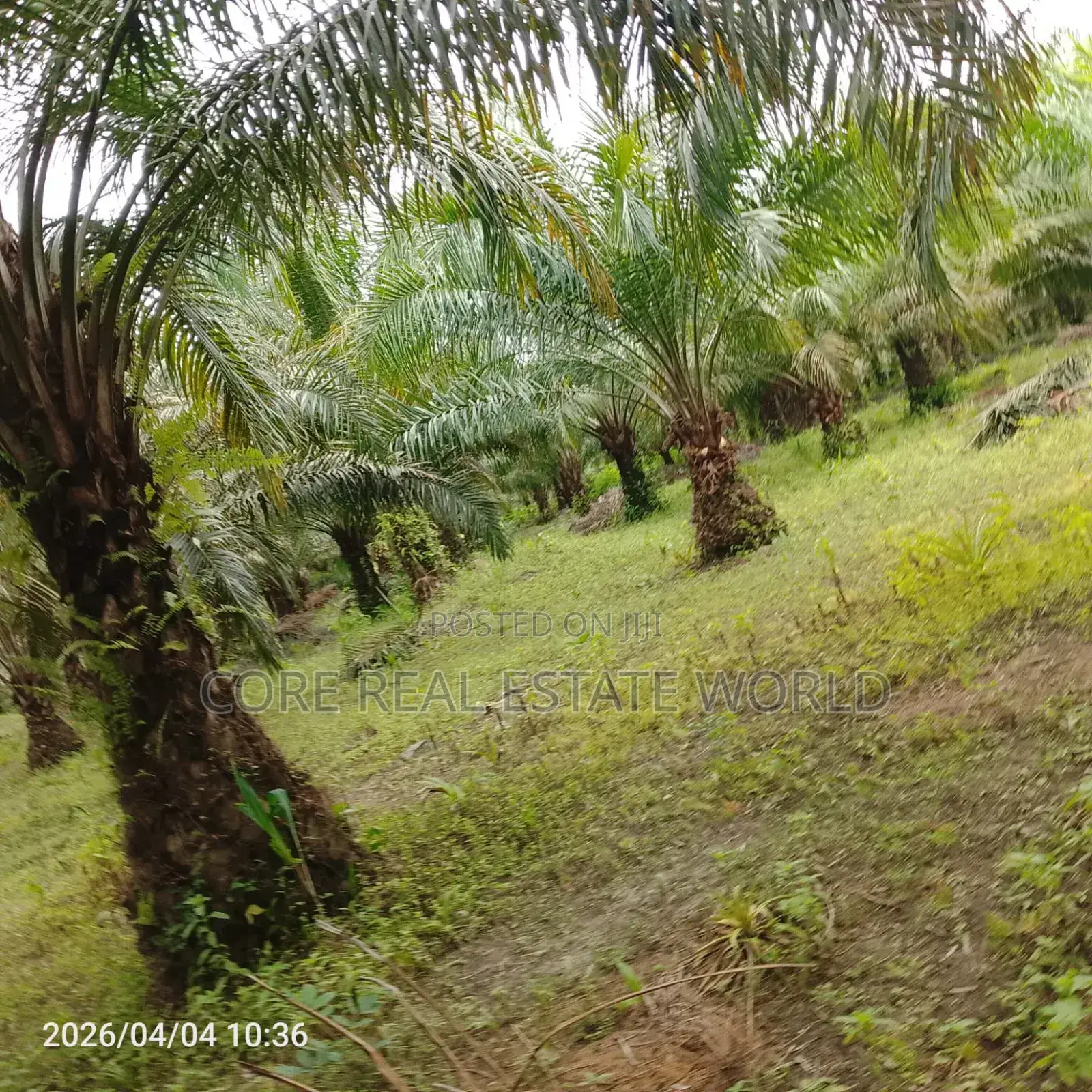 19 Plots of Fruiting Palm Trees, Delta State