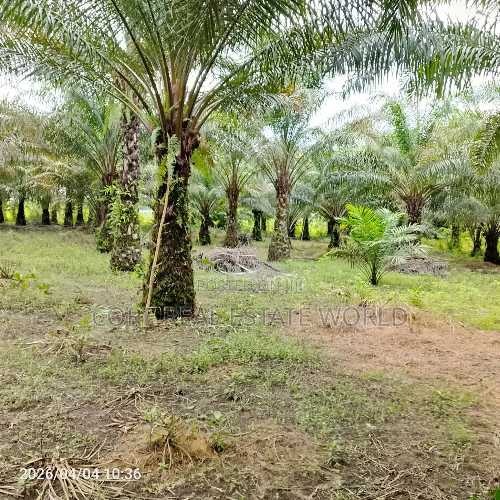 19 Plots of Fruiting Palm Trees, Delta State